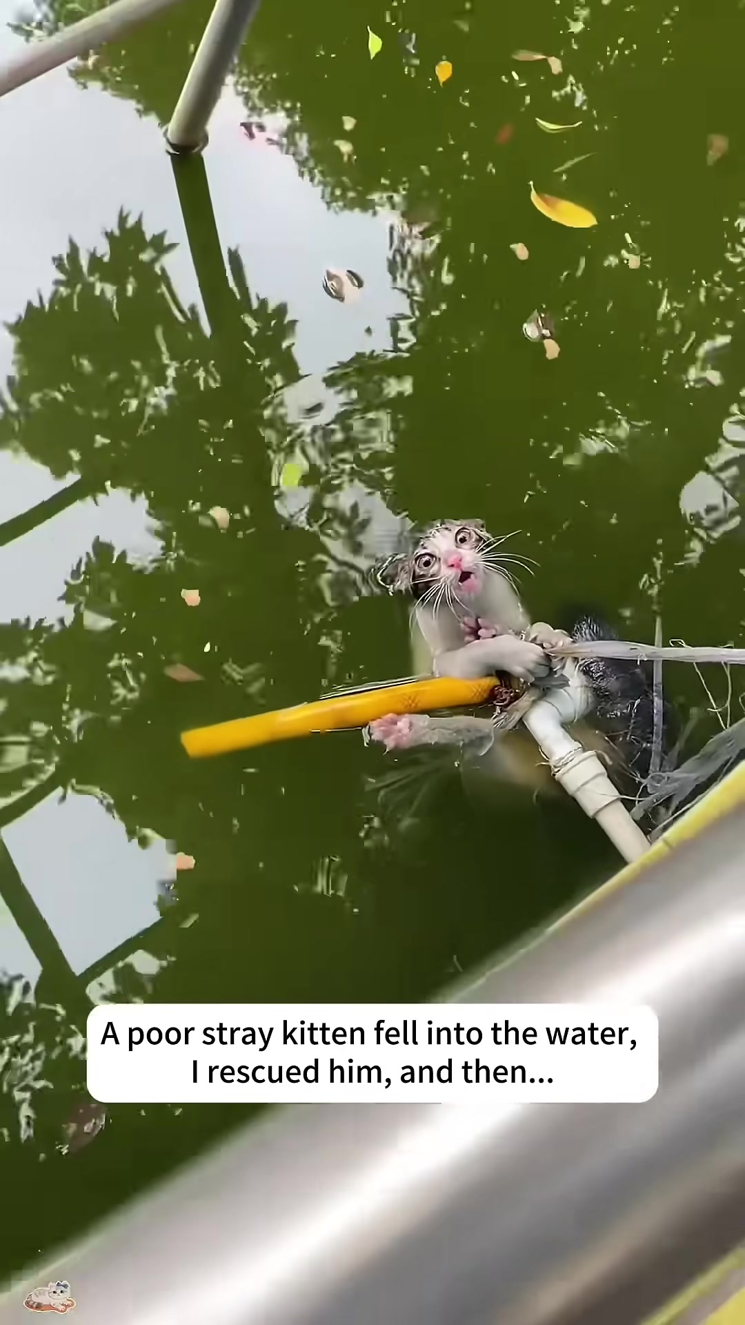 A tiny, terrified kitten clinging to a pipe in murky water, its fur soaked and eyes wide with fear.