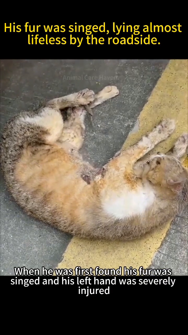 A cat lying on its back on the roadside, its fur singed and body appearing lifeless.