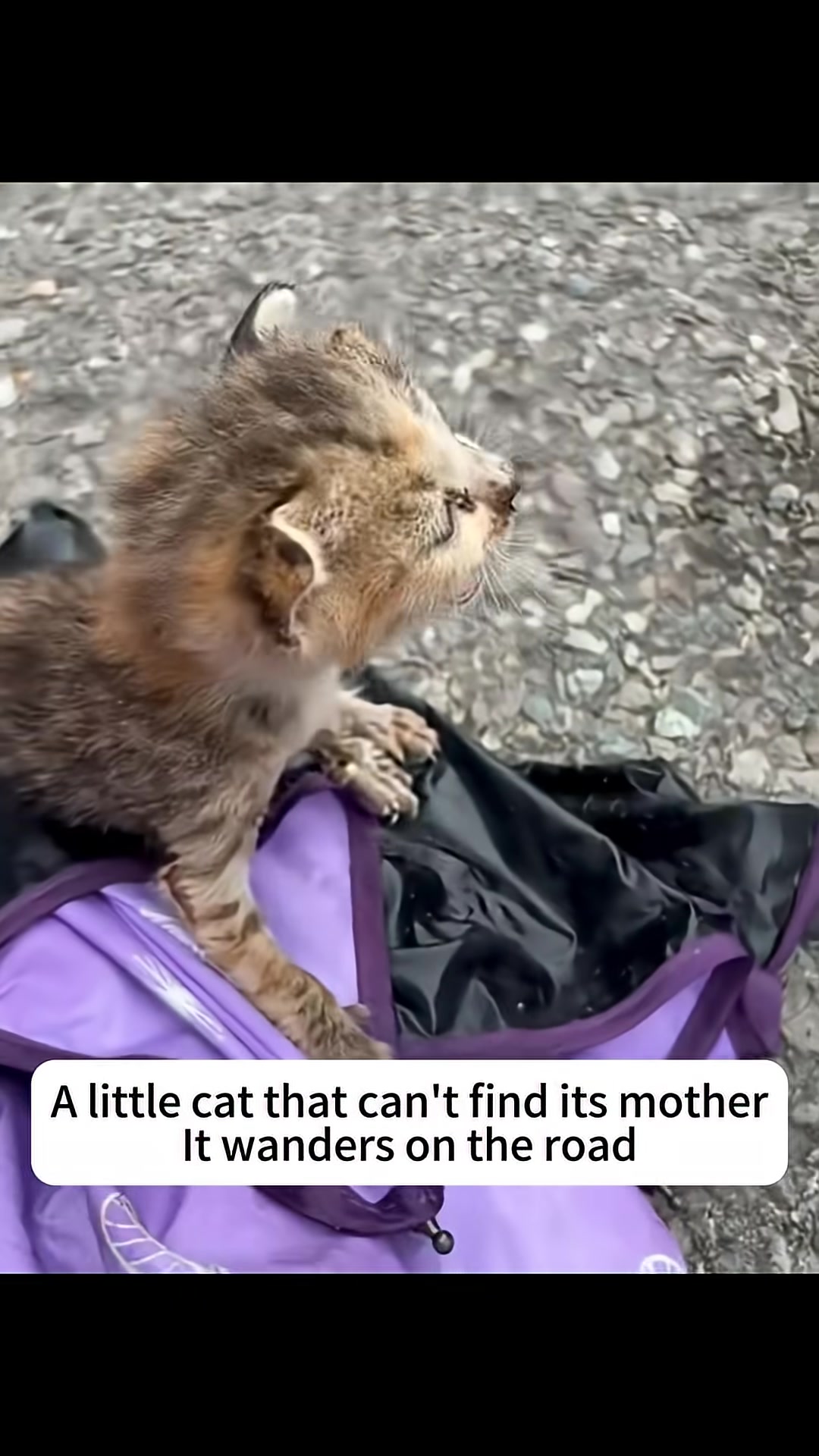 A tiny, scruffy kitten with striking blue eyes cries out, lost and alone on the road.
