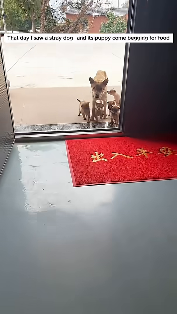 A stray dog and her puppies stand at the doorstep, looking hopeful.