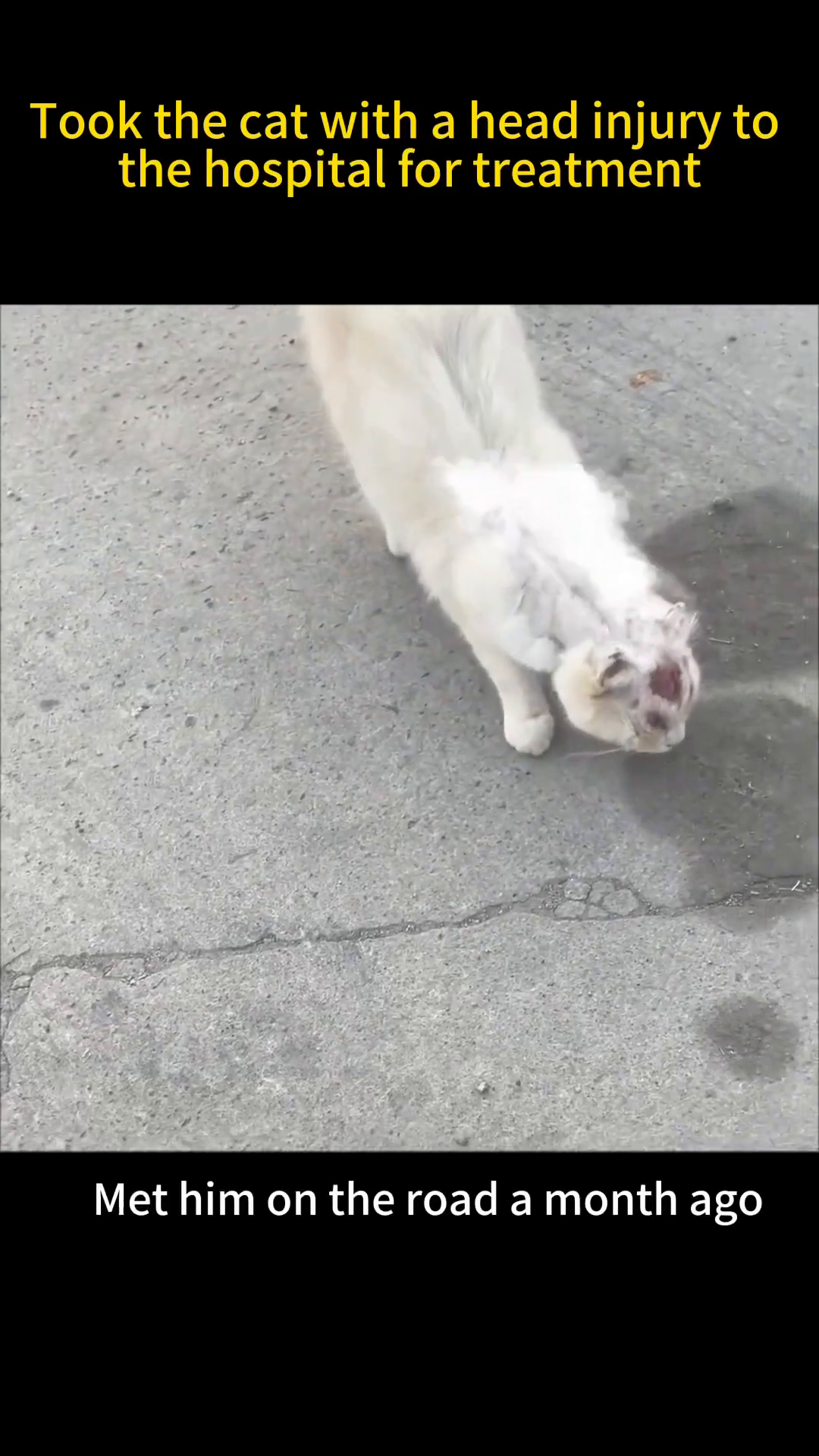 A white cat with a visible head injury sits on the ground, looking vulnerable.