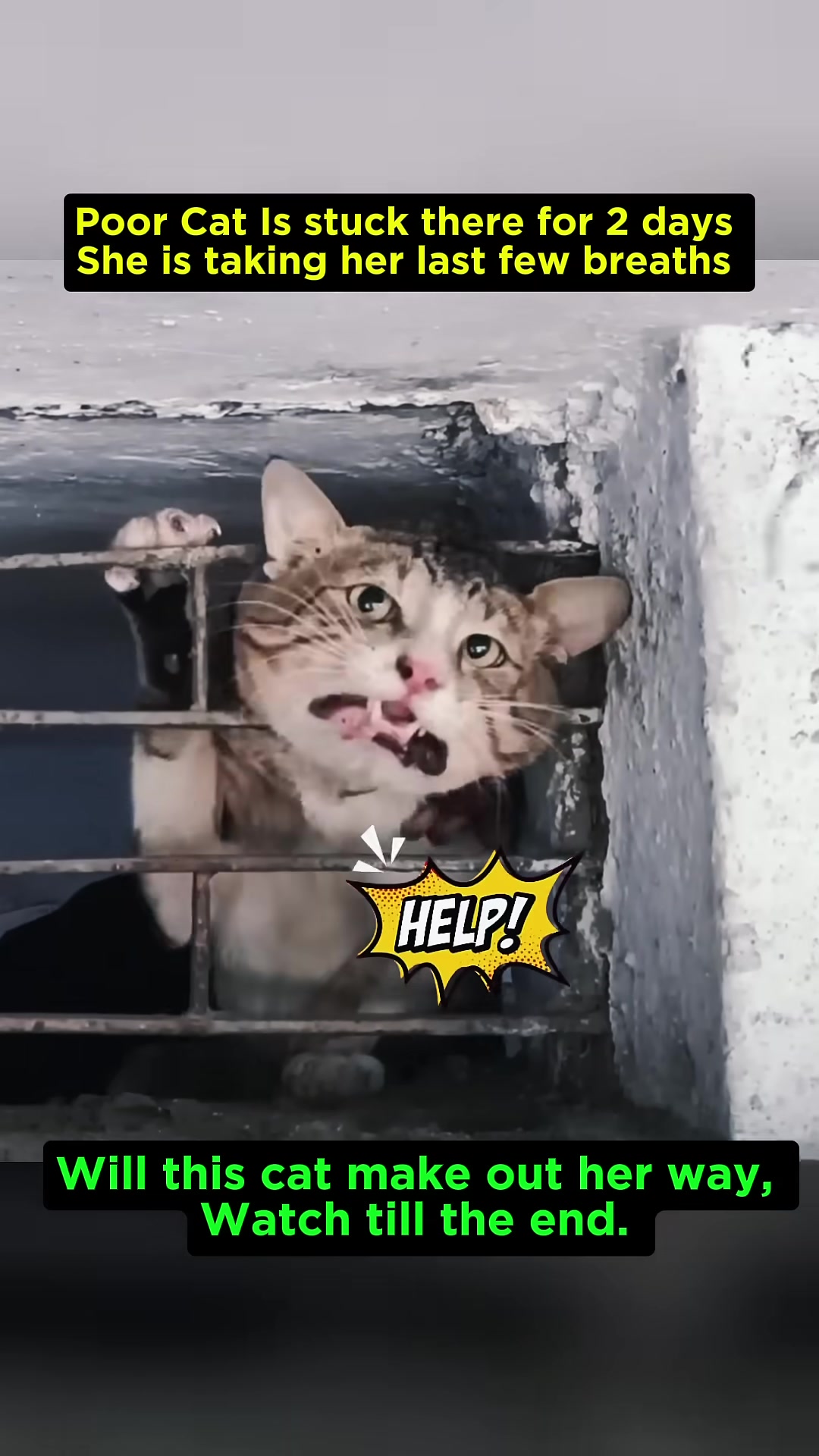 A close-up of a tabby cat's face, eyes wide with distress, trapped behind metal bars.
