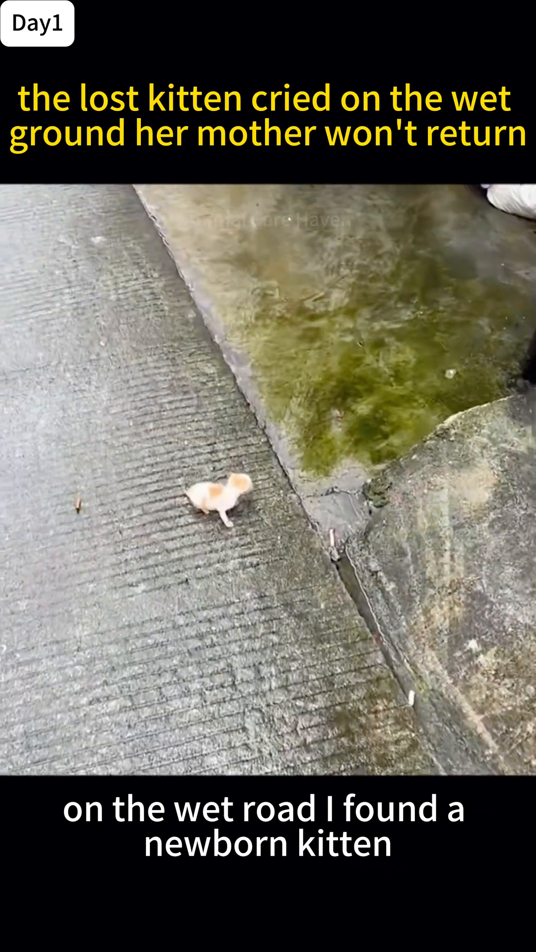 A tiny, light-colored kitten with orange patches lies alone on a wet, grey pavement near a curb.