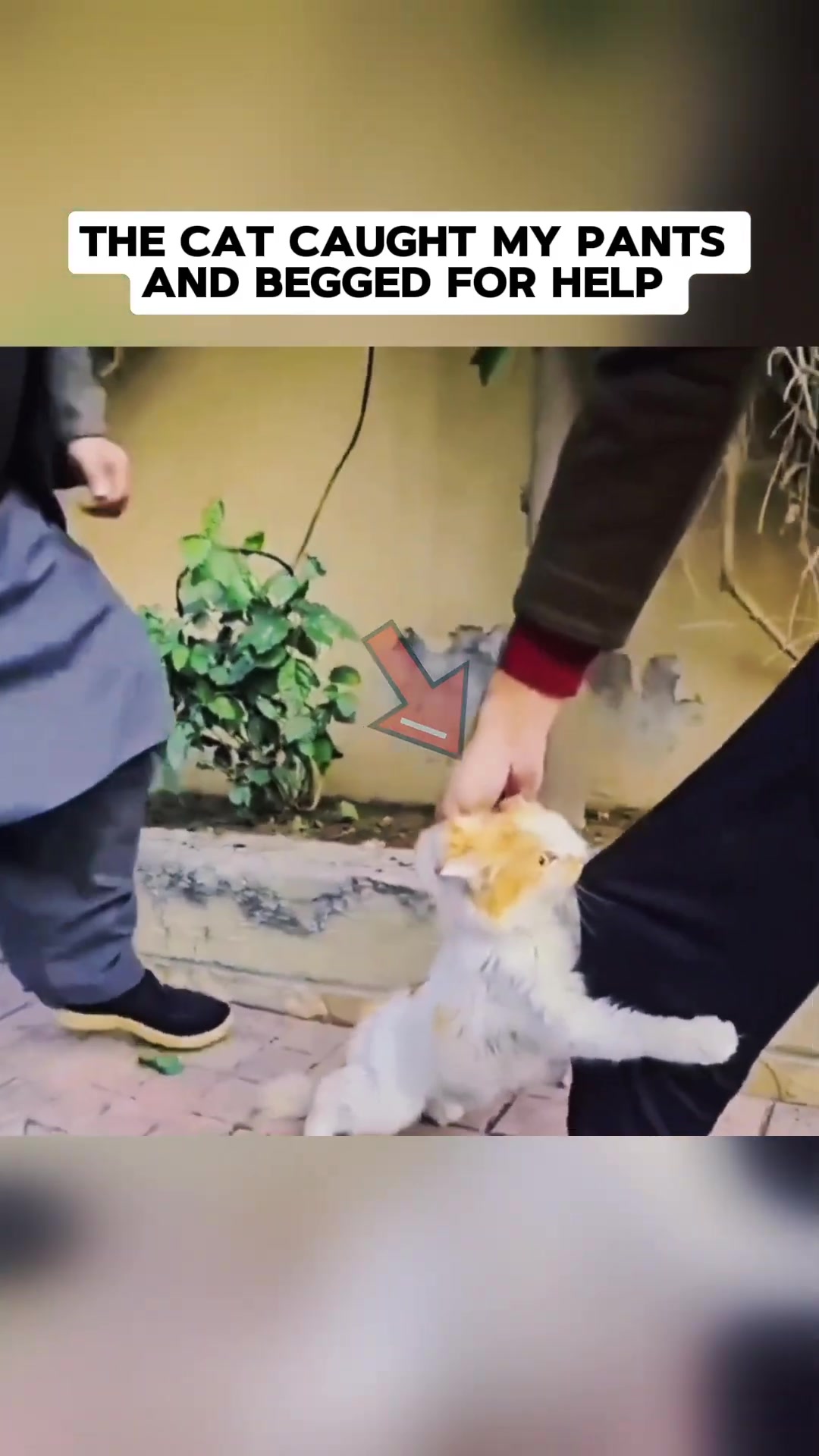 A calico cat desperately holds onto a person's pants, its eyes pleading.