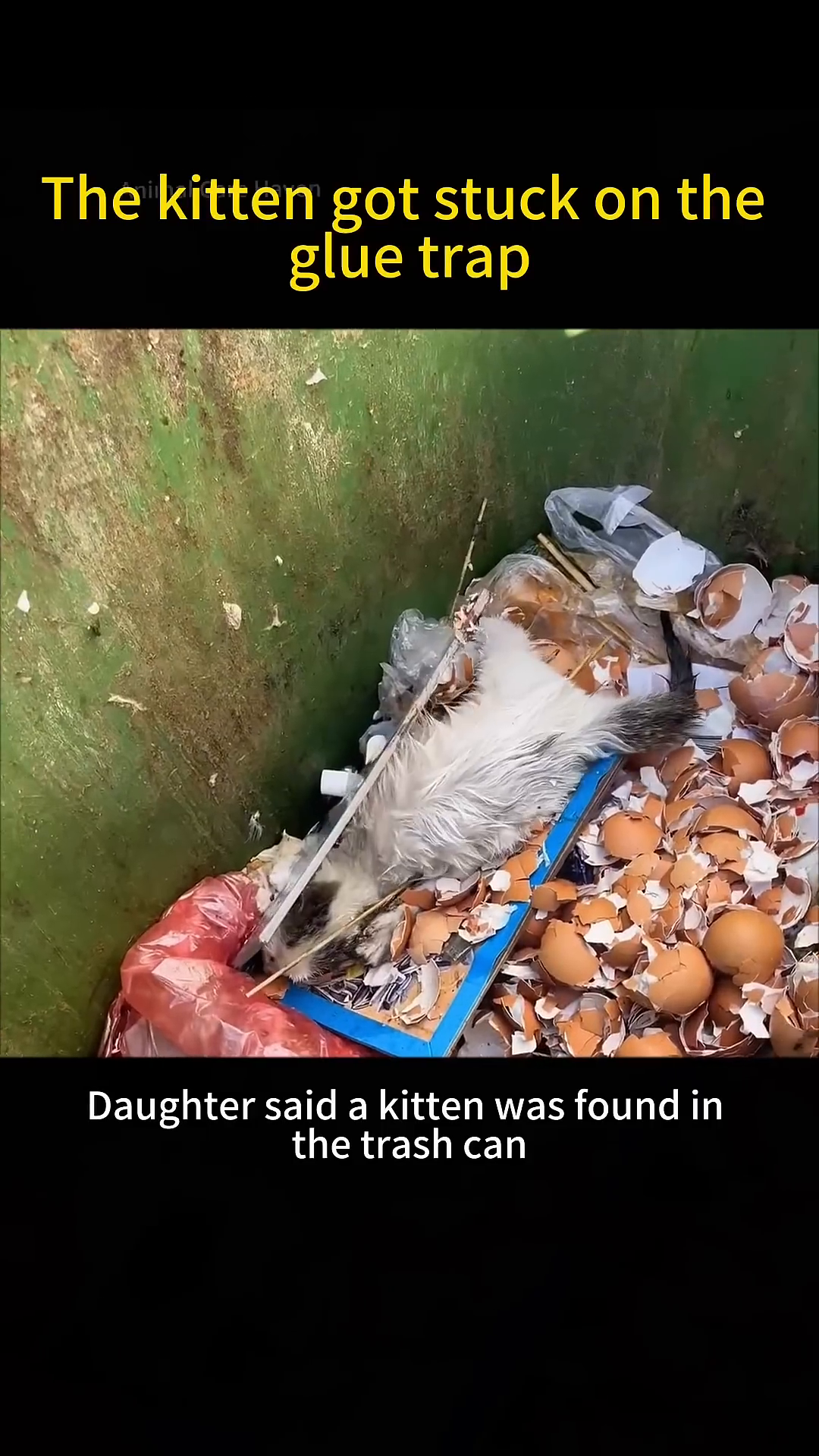 A small kitten is stuck to a glue trap amidst trash and eggshells.