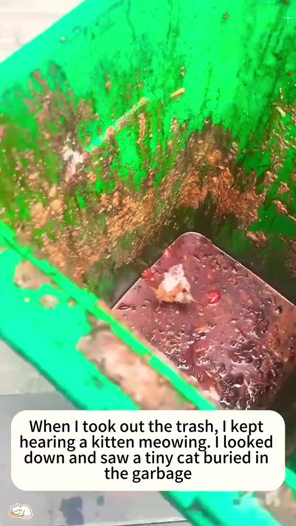 A tiny kitten is seen partially buried in a trash can.