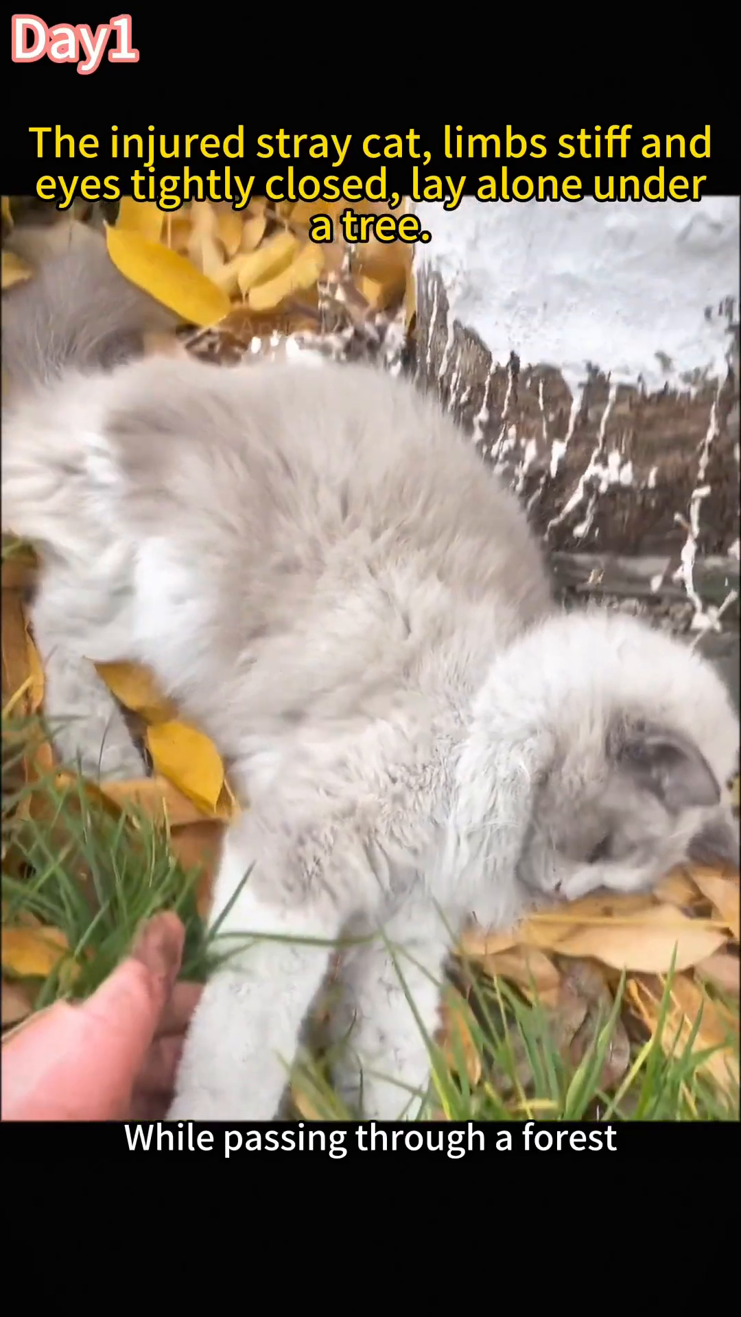 A fluffy, light-colored cat lies on its side in the grass and fallen leaves, with a hand gently touching its paw.