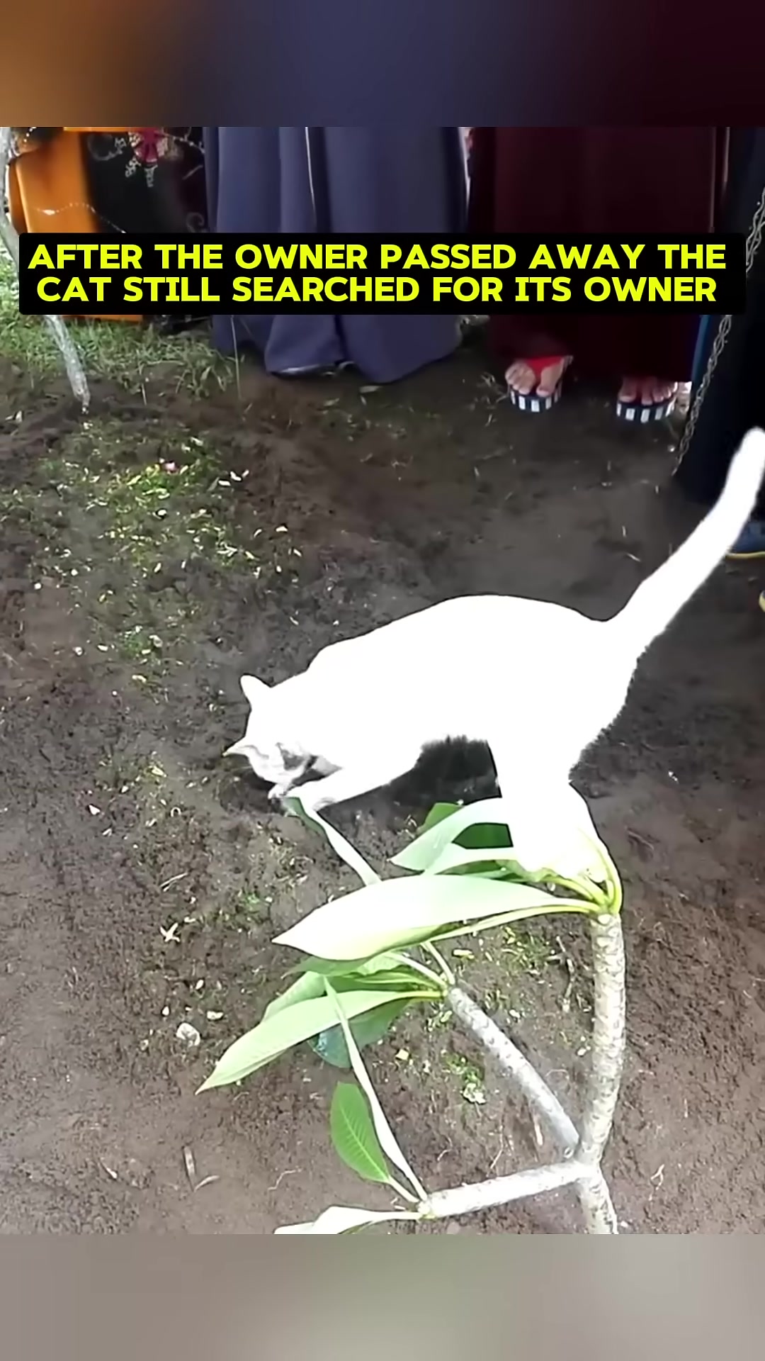 A white cat is seen sniffing and searching the ground near a grave.