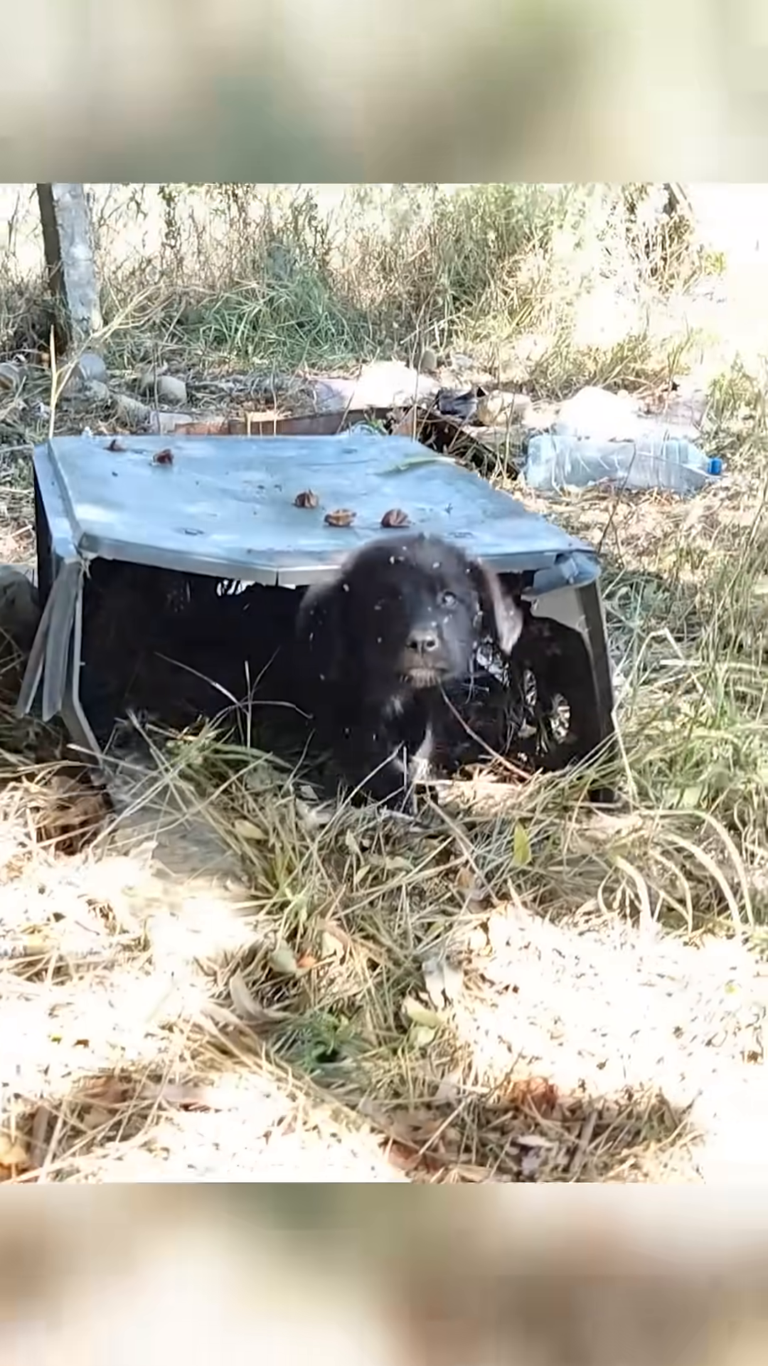 A small, black puppy peeking out from under a makeshift shelter.