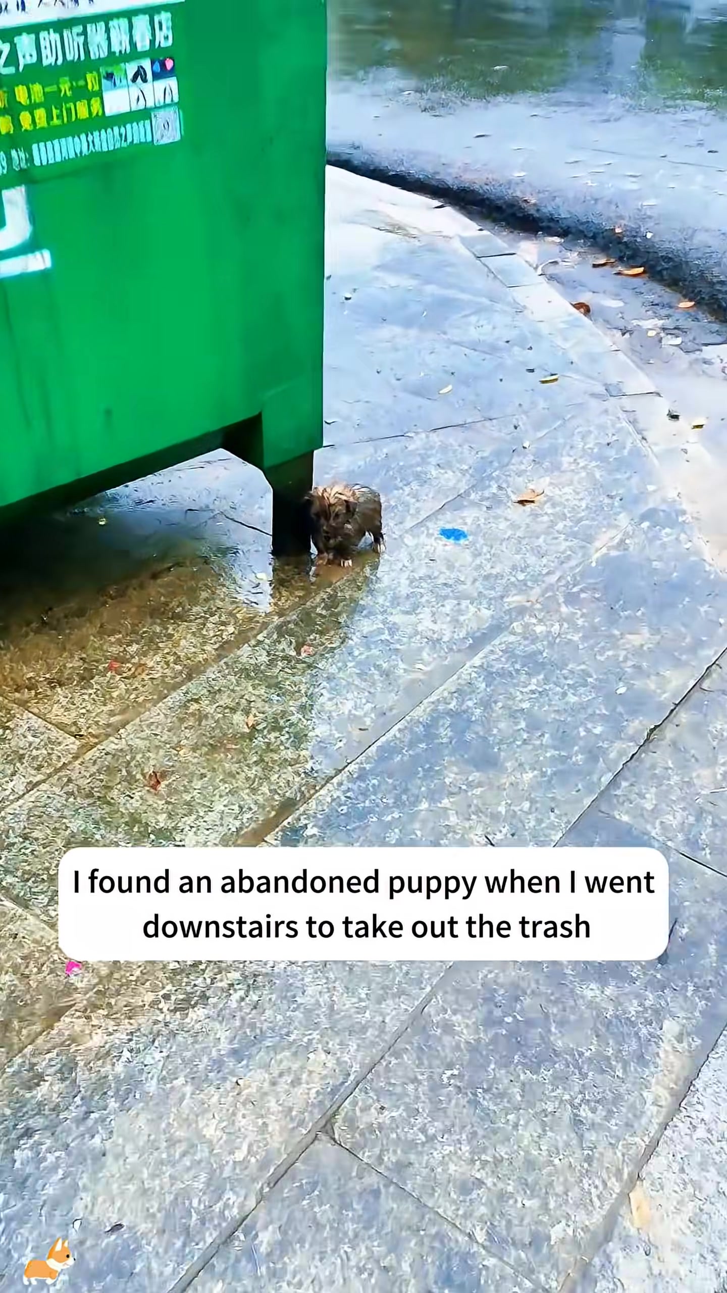 A small, wet puppy huddled near a green trash bin in the rain.