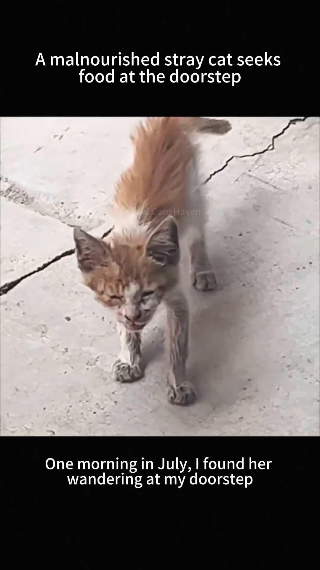 A very thin, scruffy orange and white cat stands on cracked pavement, looking weak and forlorn.
