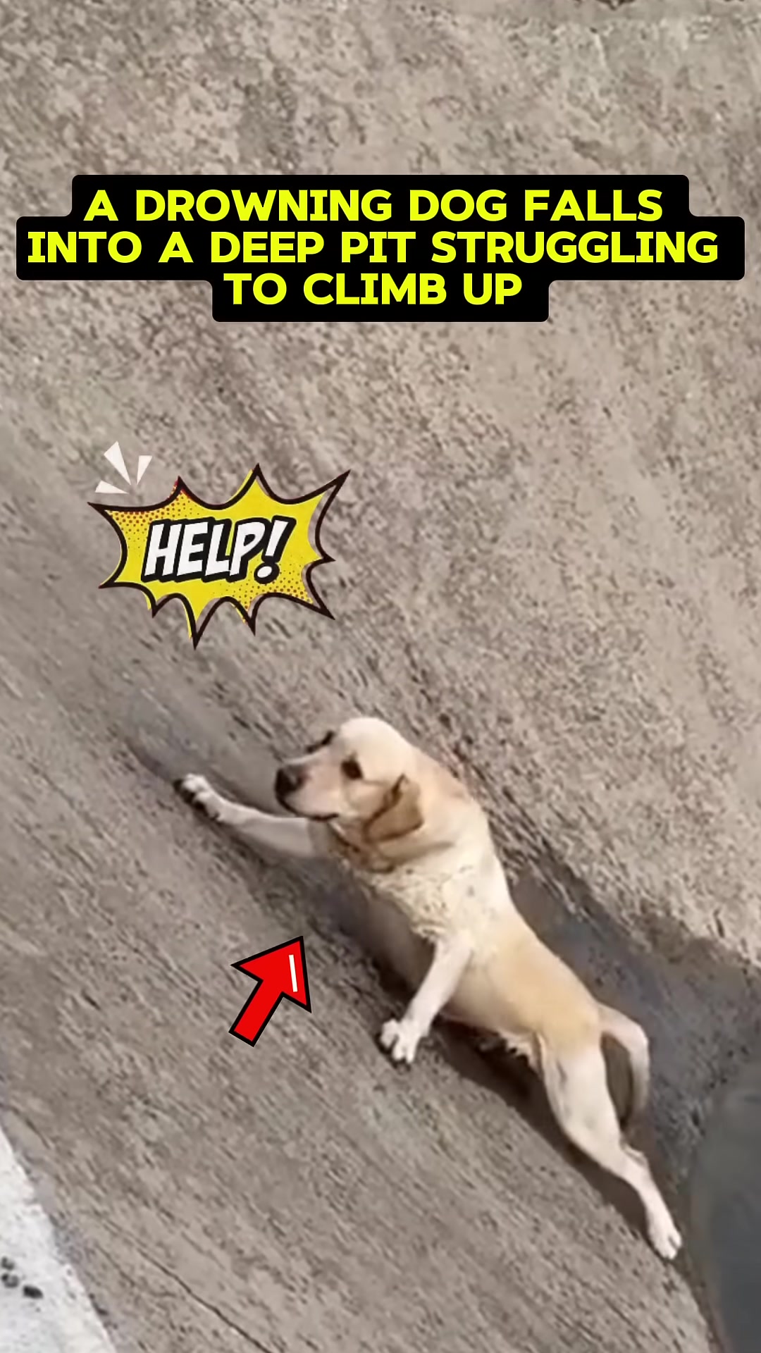 A light-colored dog struggling to climb up a steep, wet concrete slope.