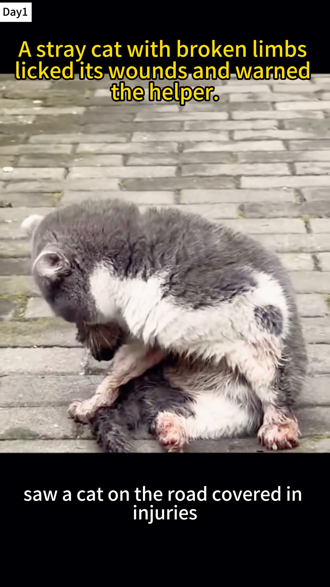 A stray cat with broken limbs and bleeding paws lies on a paved surface.