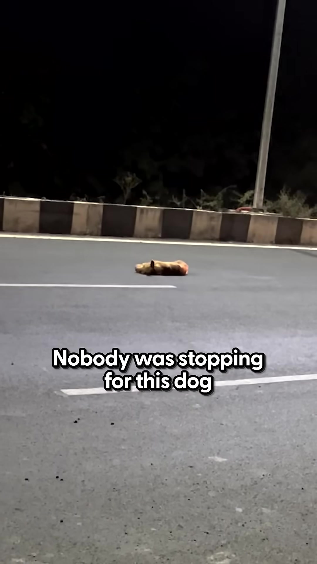 A dog lies on the side of a highway at night, with cars passing by.