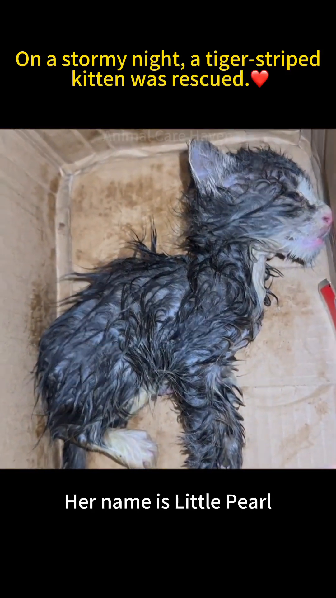 A wet, tiger-striped kitten lies in a cardboard box.