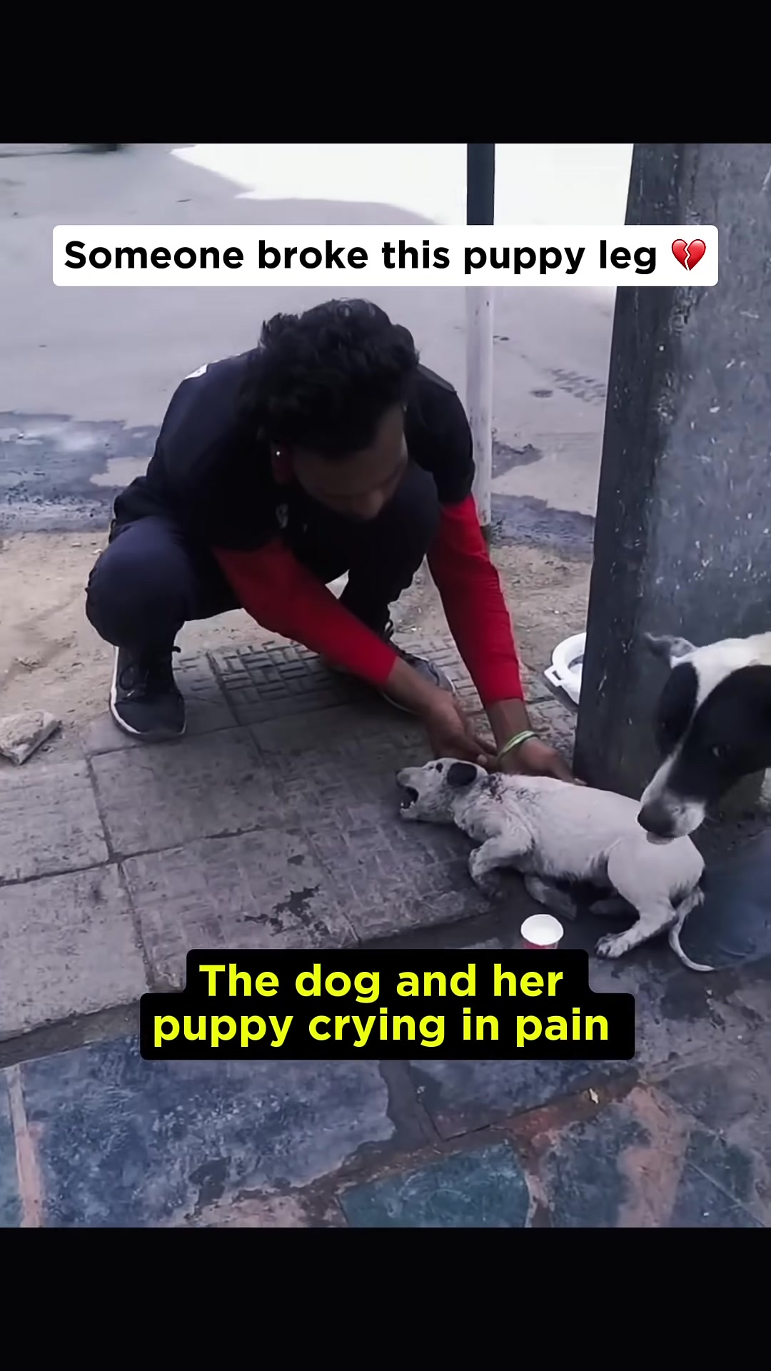 A person kneels beside a distressed mother dog and her injured puppy on the street.