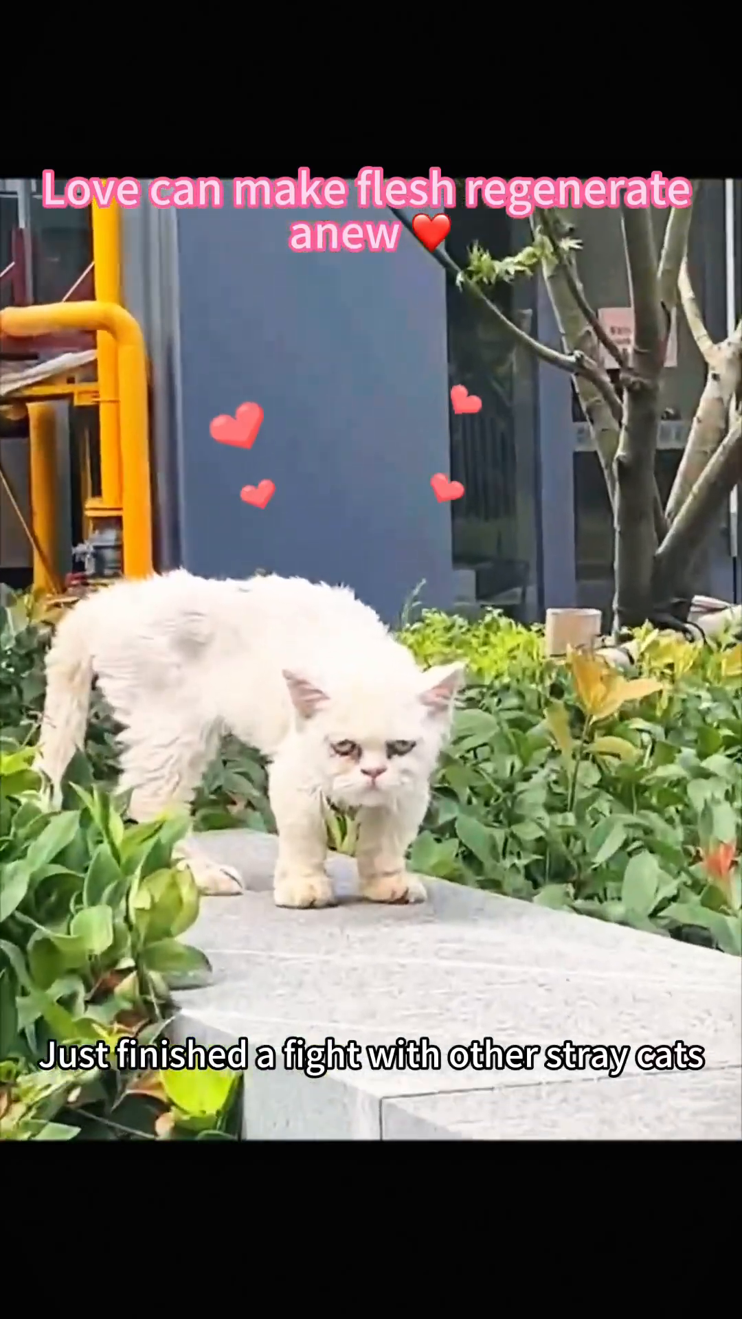 A scruffy white cat stands on a ledge, looking weary and defeated.