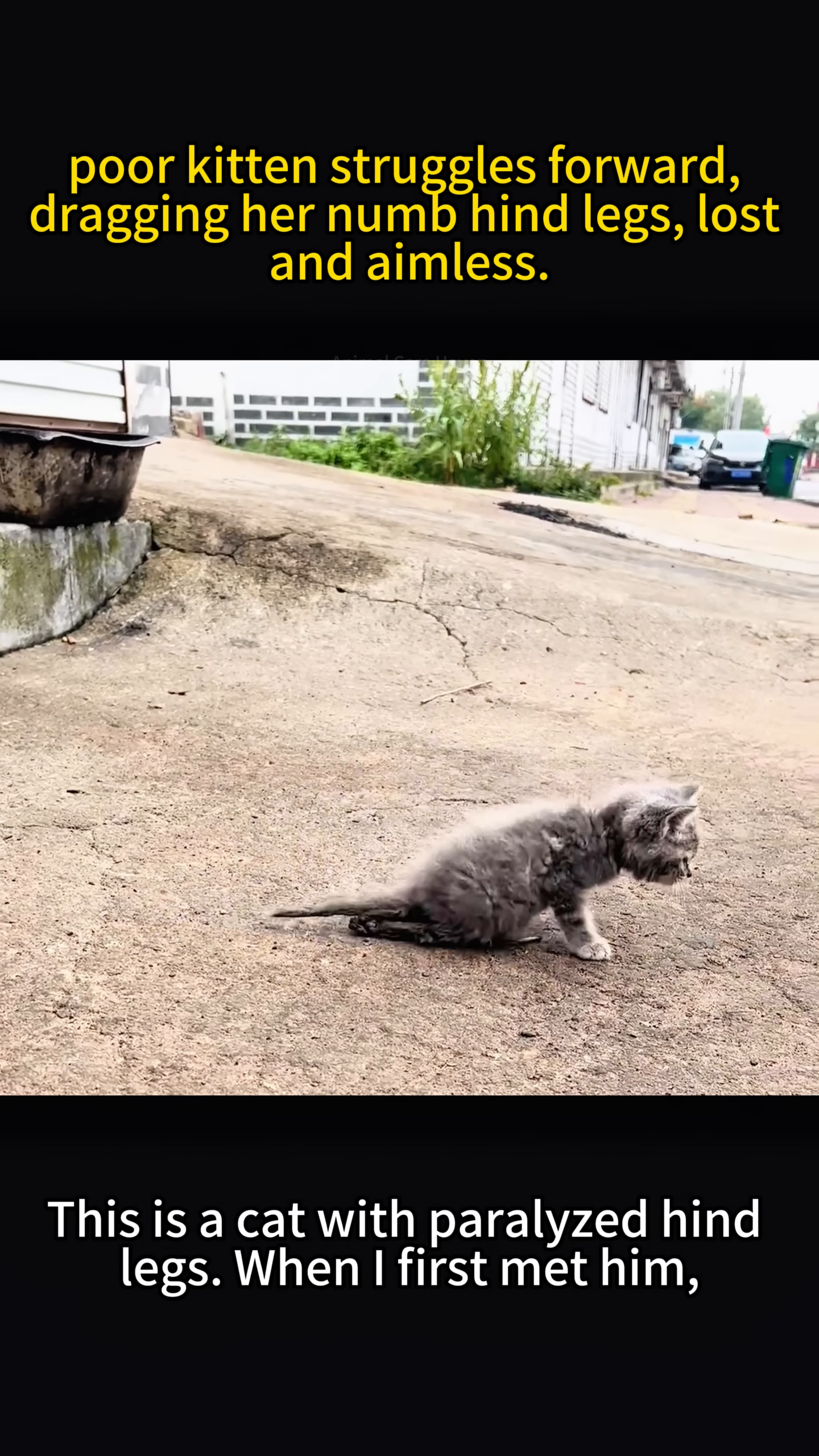 A small, grey kitten with paralyzed hind legs struggles to move forward on a concrete surface.