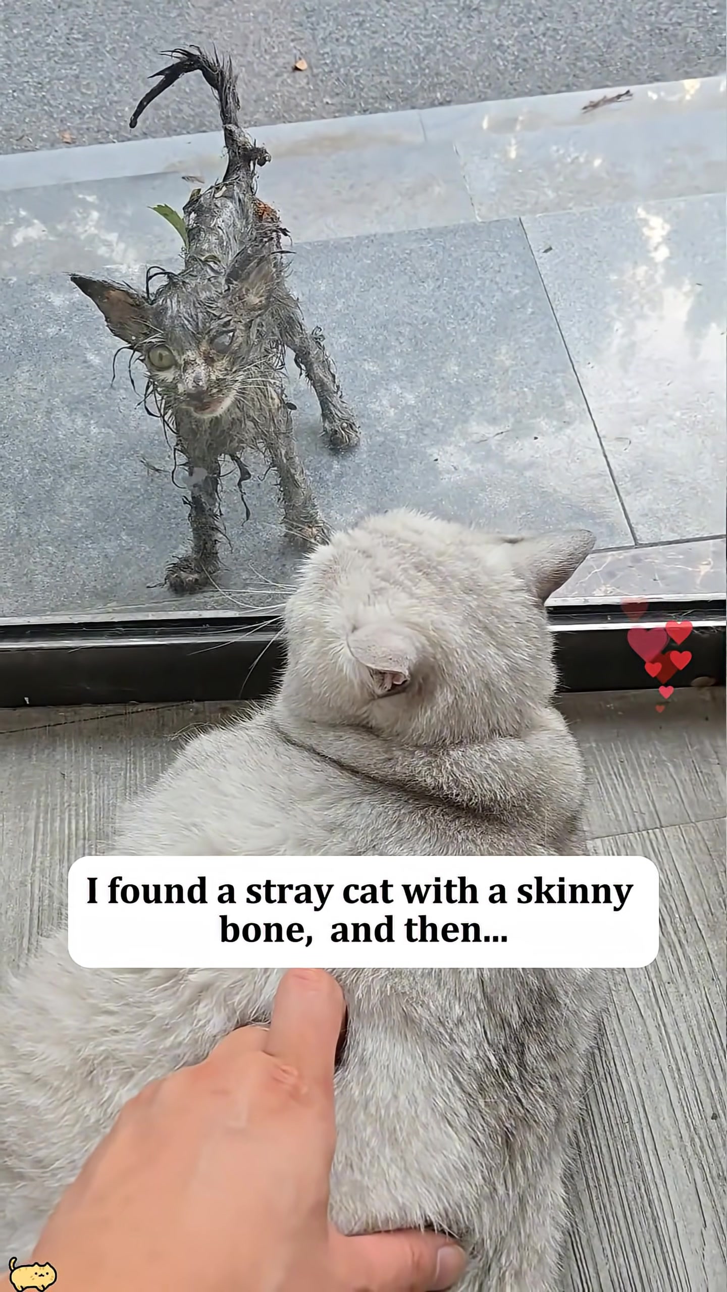 A very thin, wet, and dirty stray cat stands on a sidewalk, looking frail.