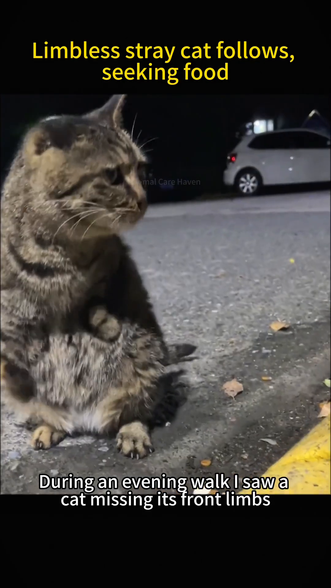 A tabby cat missing its front limbs sits on the pavement at night, looking towards the camera.