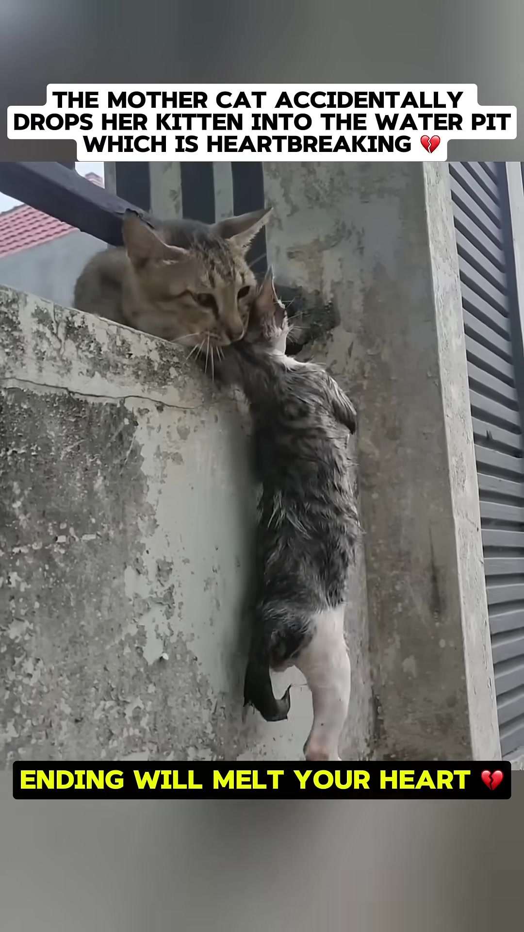 A mother cat looks down in distress as her kitten dangles precariously from her mouth, about to fall into a water pit.