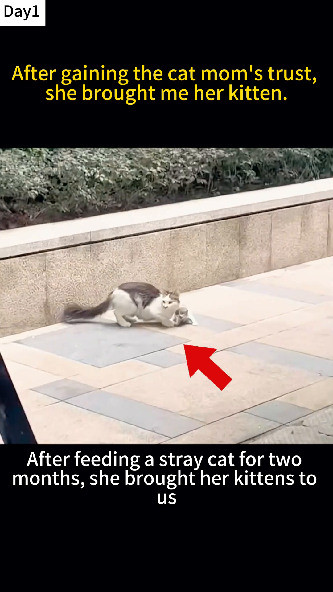 A mother cat cautiously approaches a human, carrying a tiny kitten in her mouth.