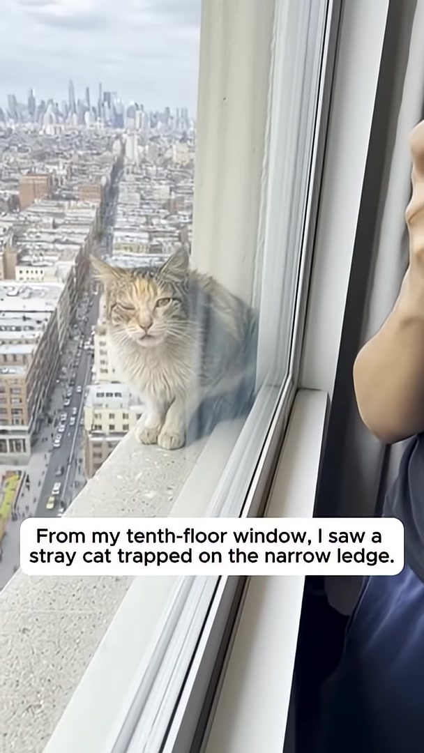 A calico cat sits on a narrow ledge outside a tenth-floor window, with a city skyline in the background.