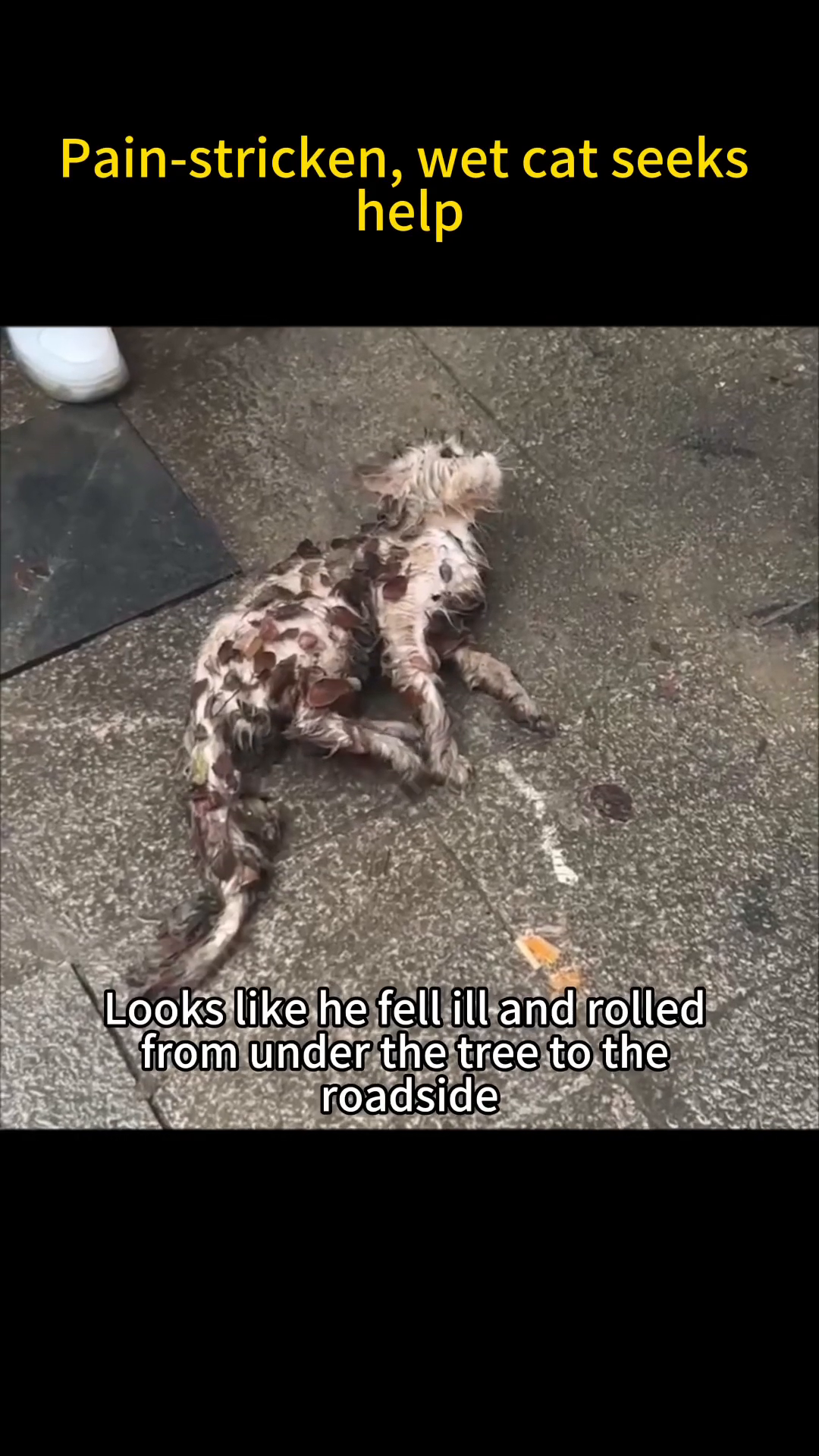A small, wet cat covered in leaves lies on the wet ground, looking distressed.