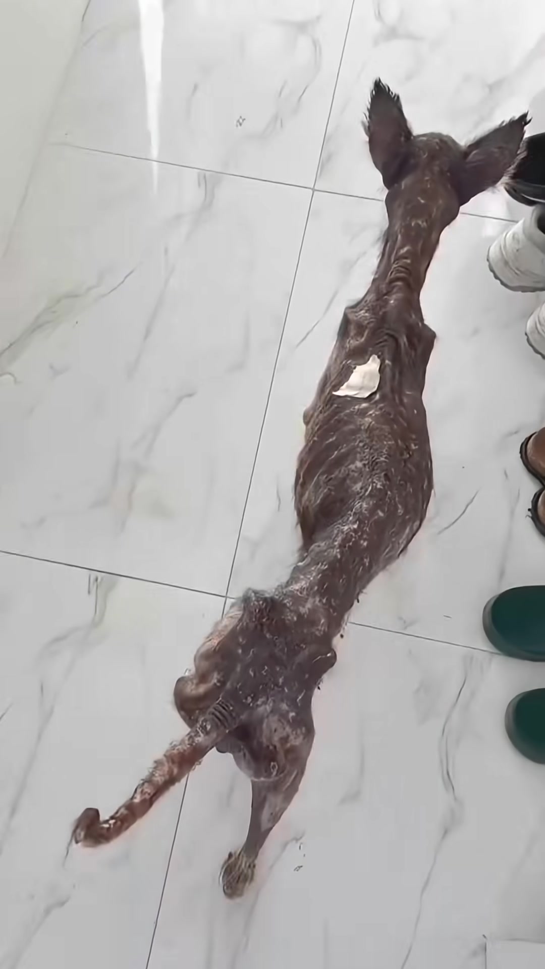 A severely emaciated senior dog lying on the floor, her ribs clearly visible.