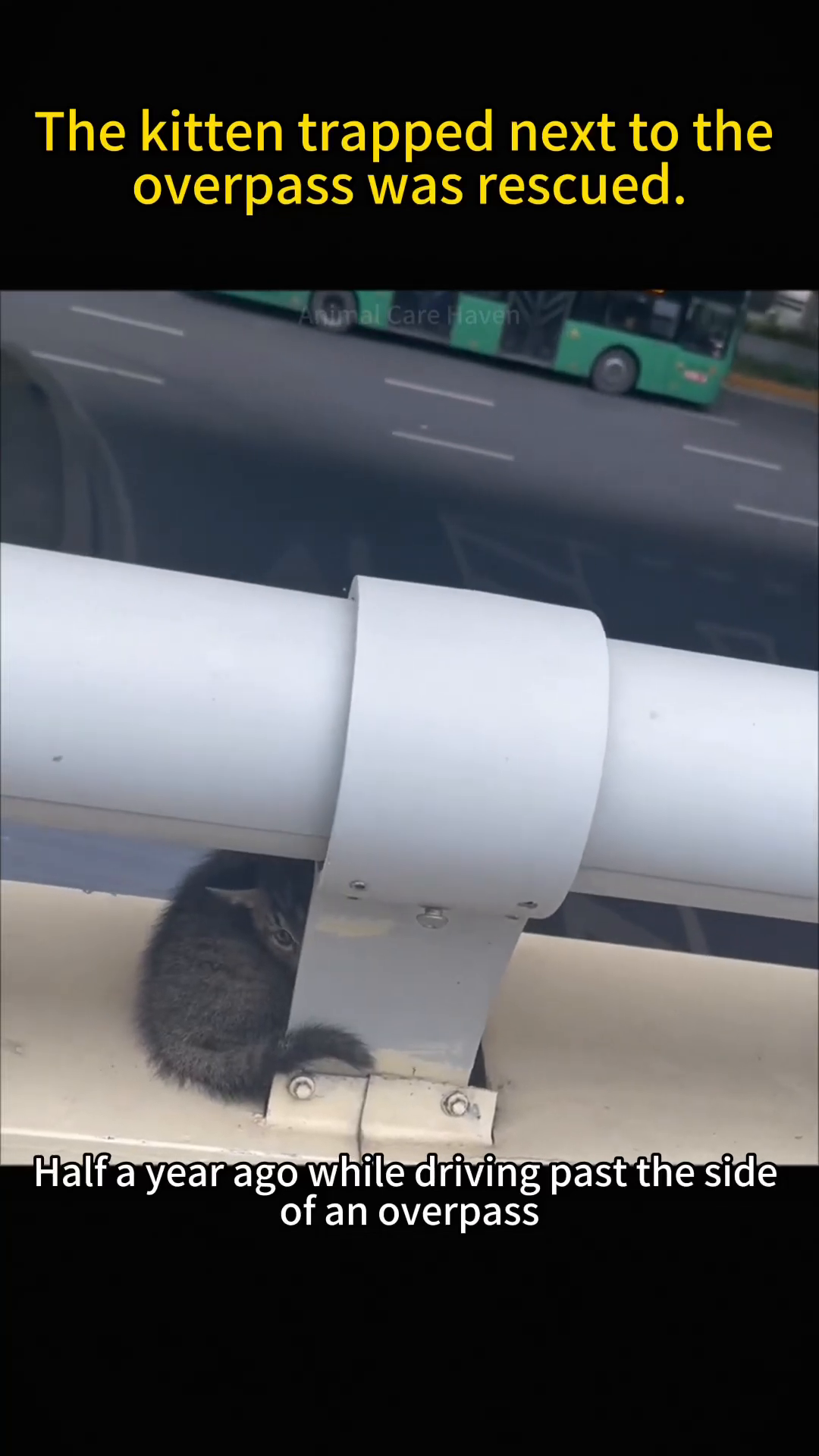 A small, scared tabby kitten is huddled near a metal support on the side of an overpass.