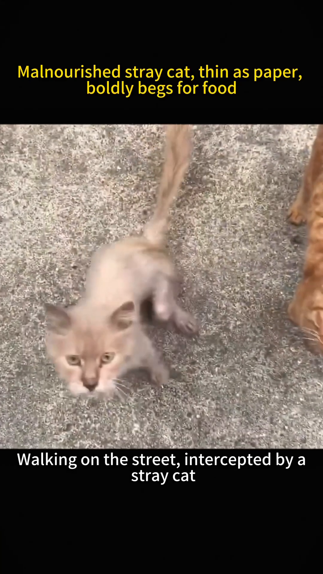 A very thin, light-colored kitten with large eyes looks up, its ribs visible.