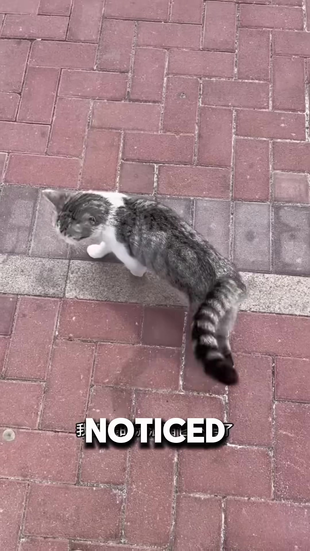 A man looking frustrated as a stray cat approaches him.