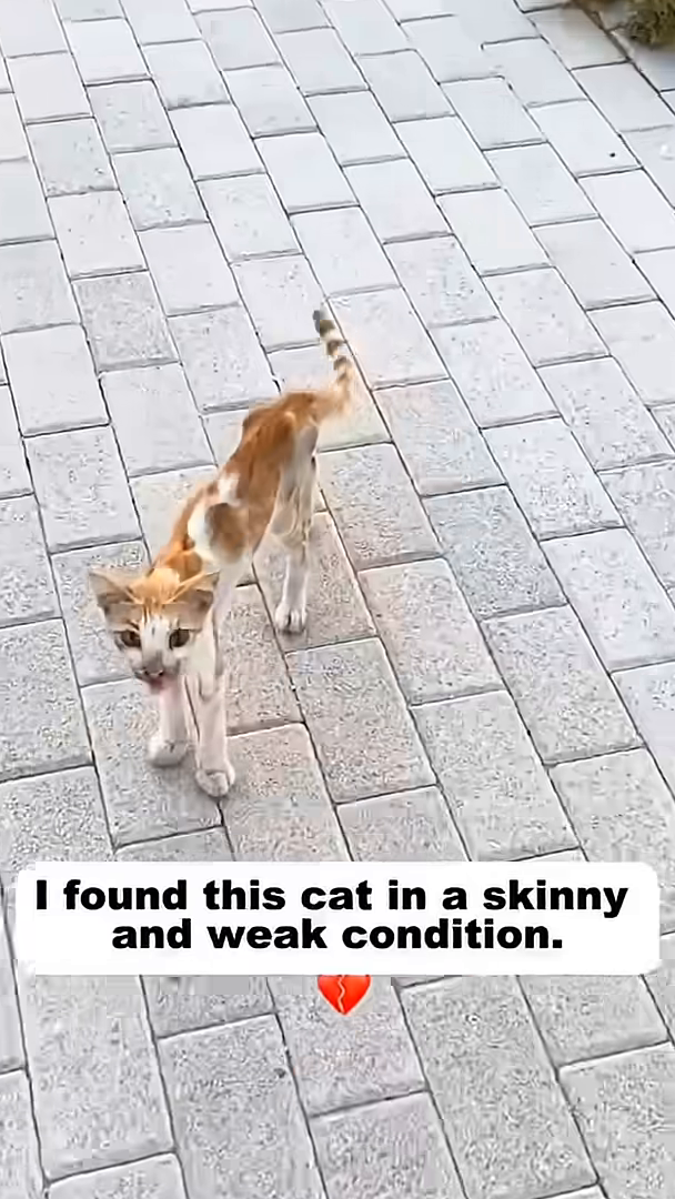 A very thin, ginger and white cat stands on a paved path, looking weak and vulnerable.