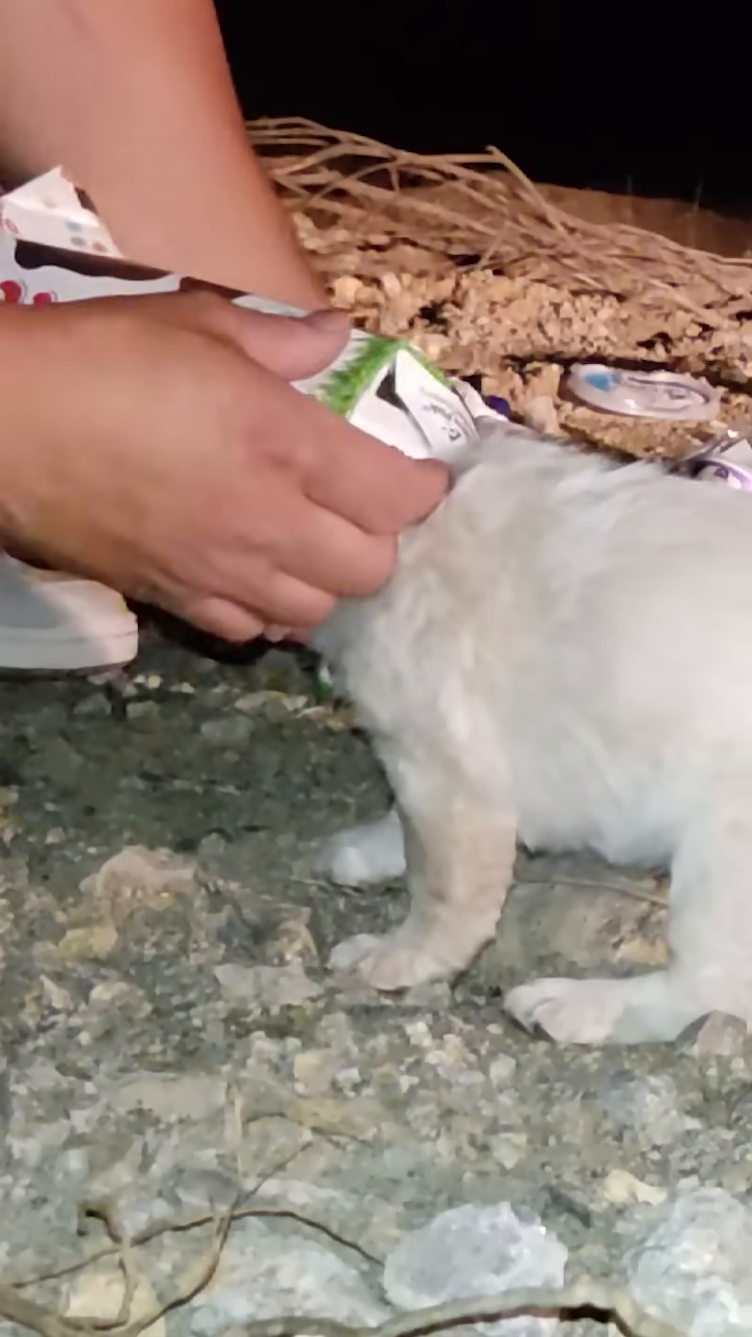 A close-up of a puppy's head stuck inside a cardboard box.