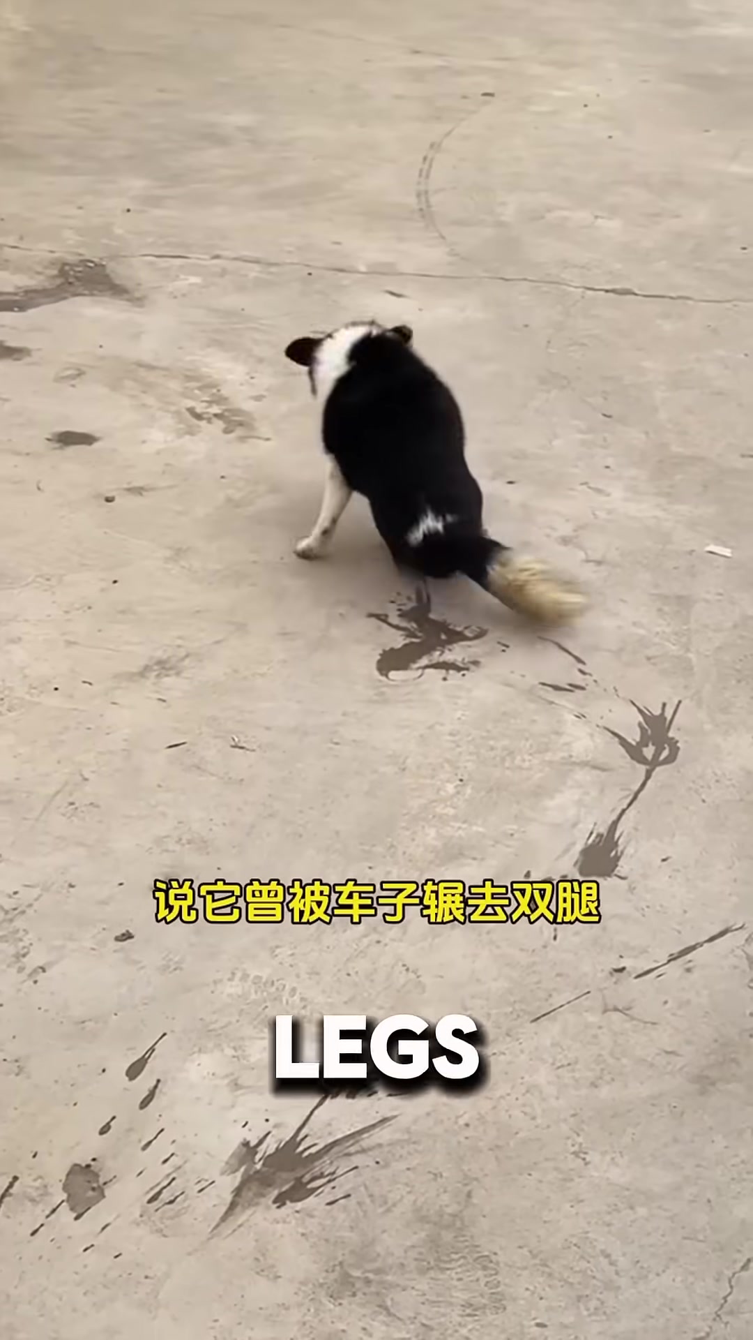 A dog with paralyzed hind legs lies on the ground, looking up with gentle eyes.