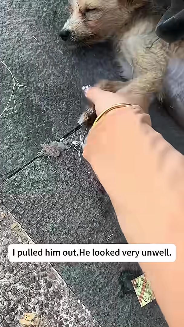 A person gently holding the weak, swollen dog, looking concerned.