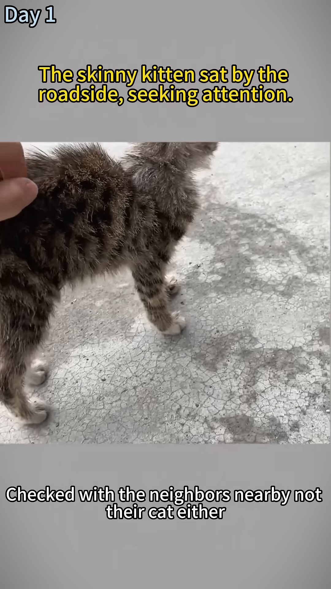 A hand gently pets a very thin kitten that is lying down, looking unwell.