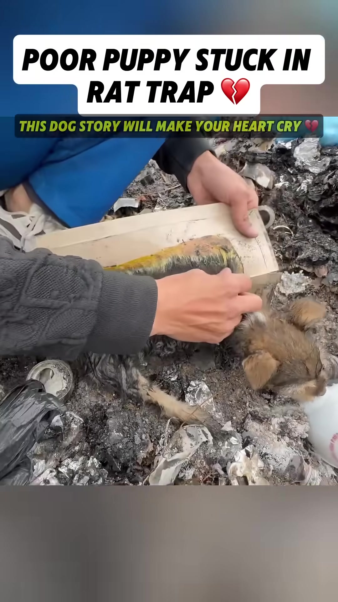 A person's hands gently touching a puppy that is stuck in a rat trap.
