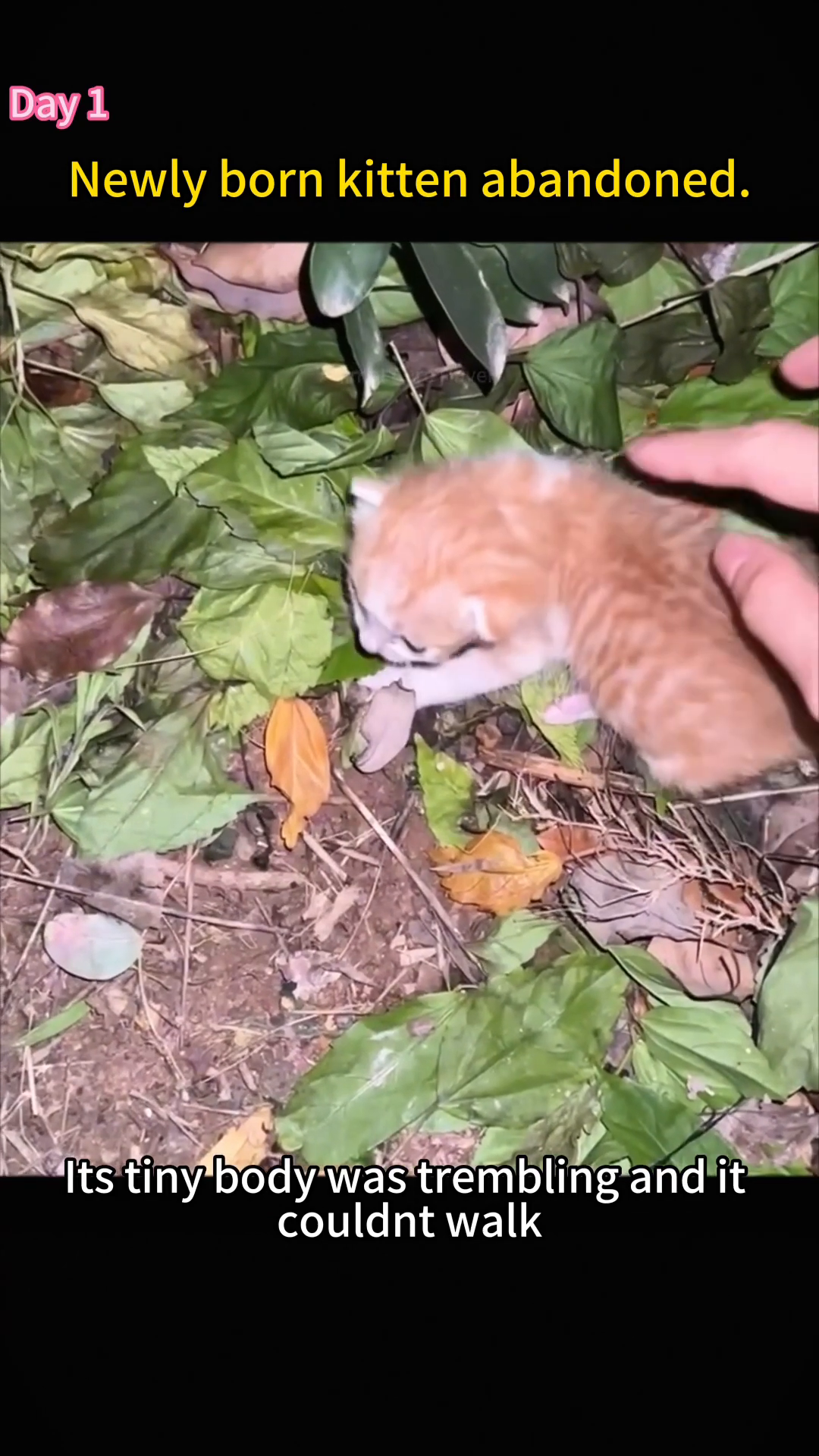 A hand gently reaches out to the tiny kitten found in the garden.