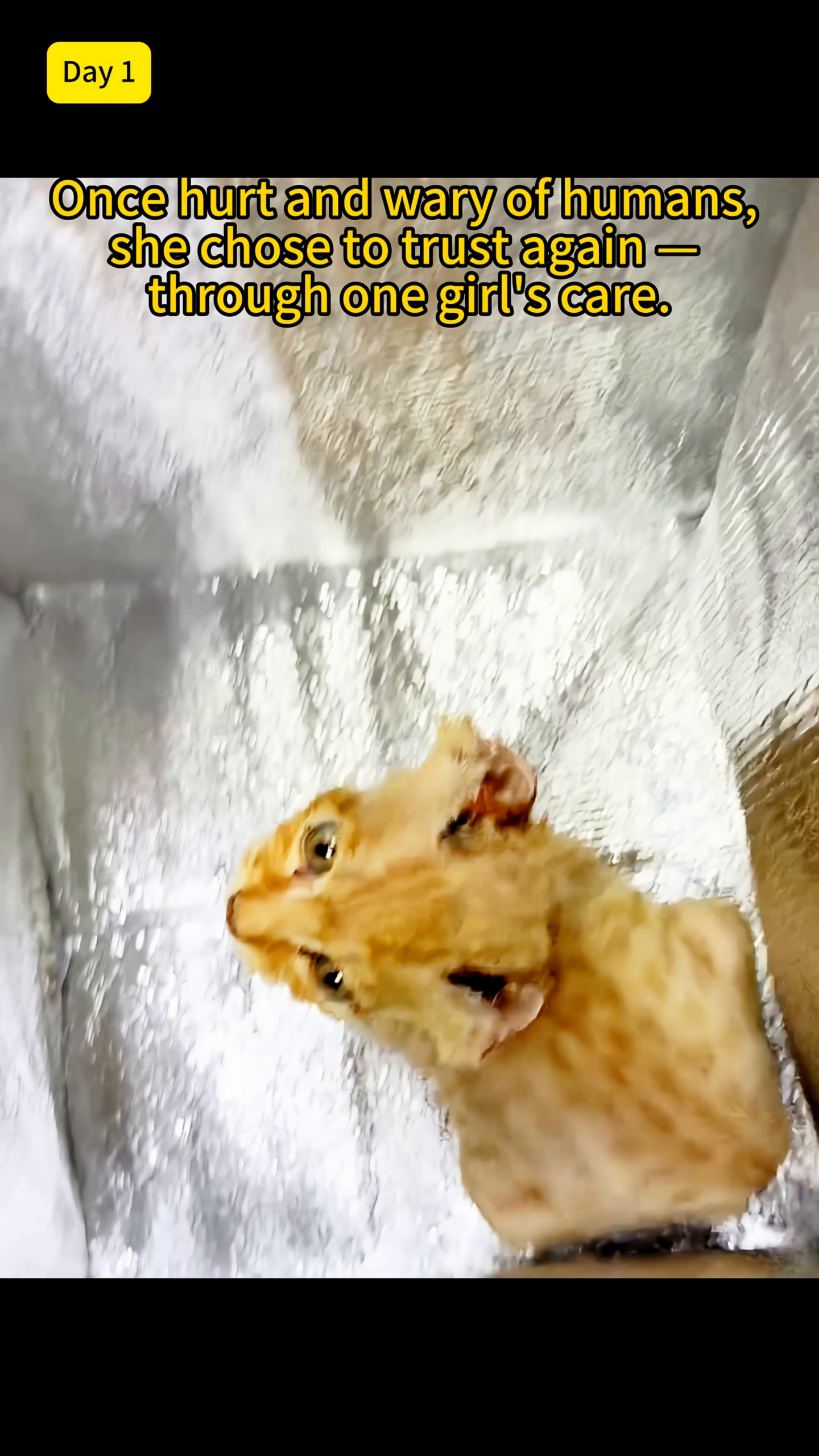 A person's hand is gently holding a very thin, injured cat, showing its emaciated body and wounds.