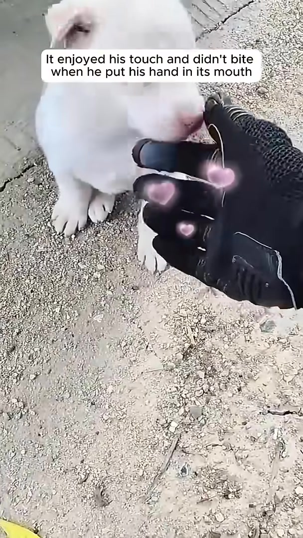 A man's gloved hand is near a puppy's face, and the puppy is licking the hand.