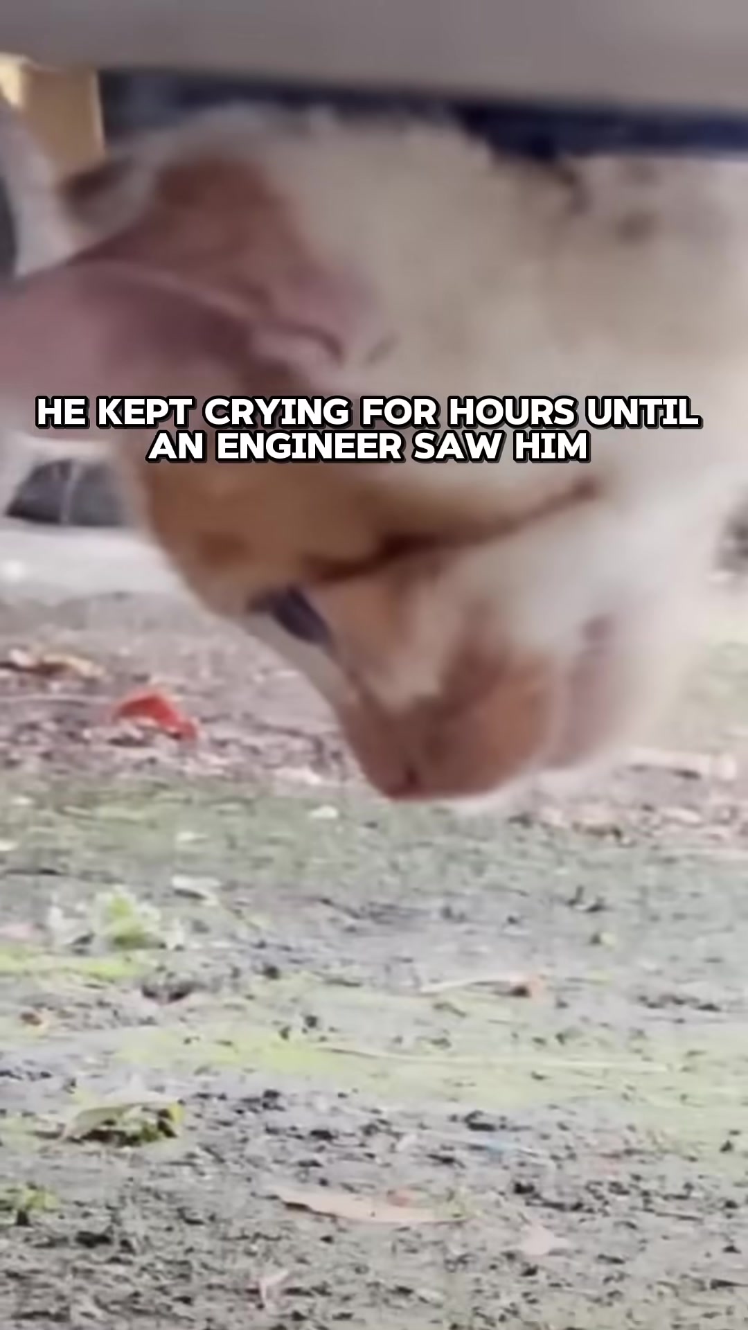 An engineer wearing orange gloves gently tries to help the kitten stuck in the dumpster.