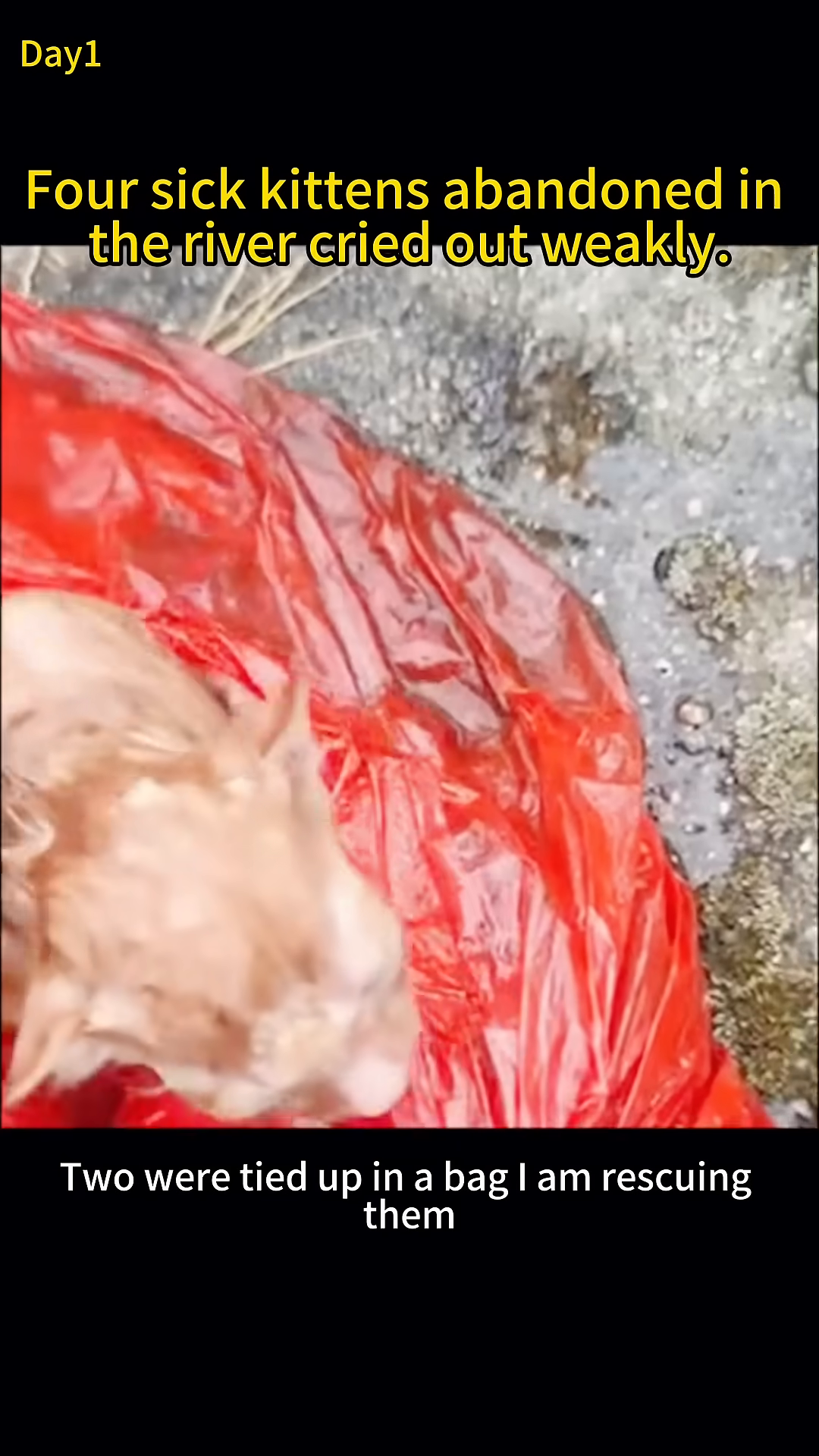 A hand is reaching into the water to untie a red plastic bag containing two kittens.