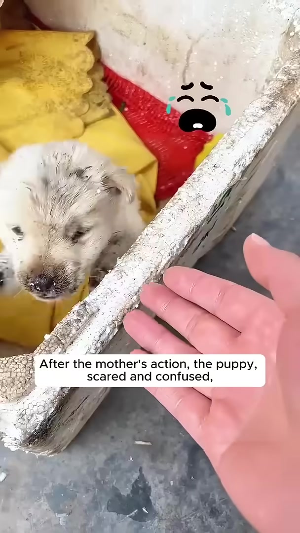 A small, dirty puppy looking scared and sad in a makeshift nest.