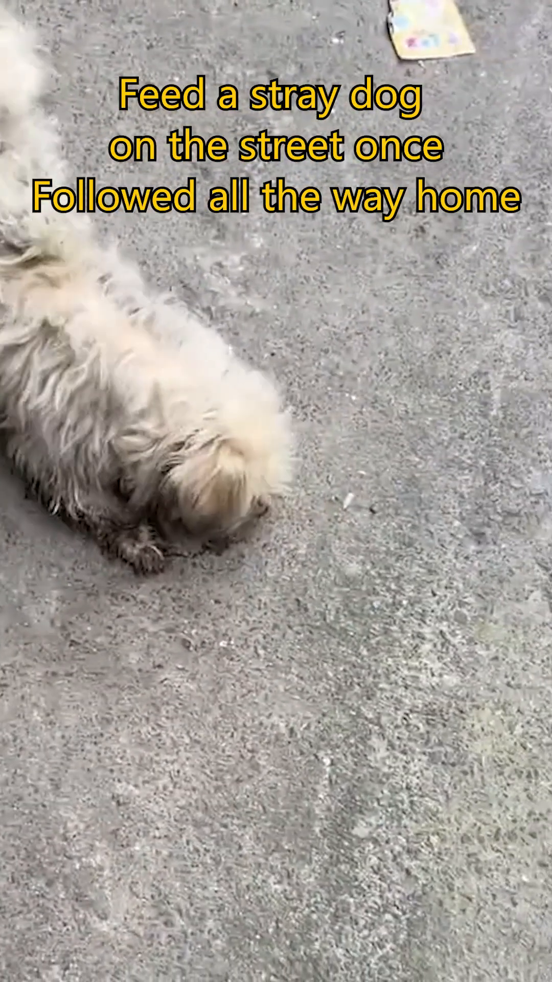 The stray dog looks directly at the camera with a hopeful and trusting expression.