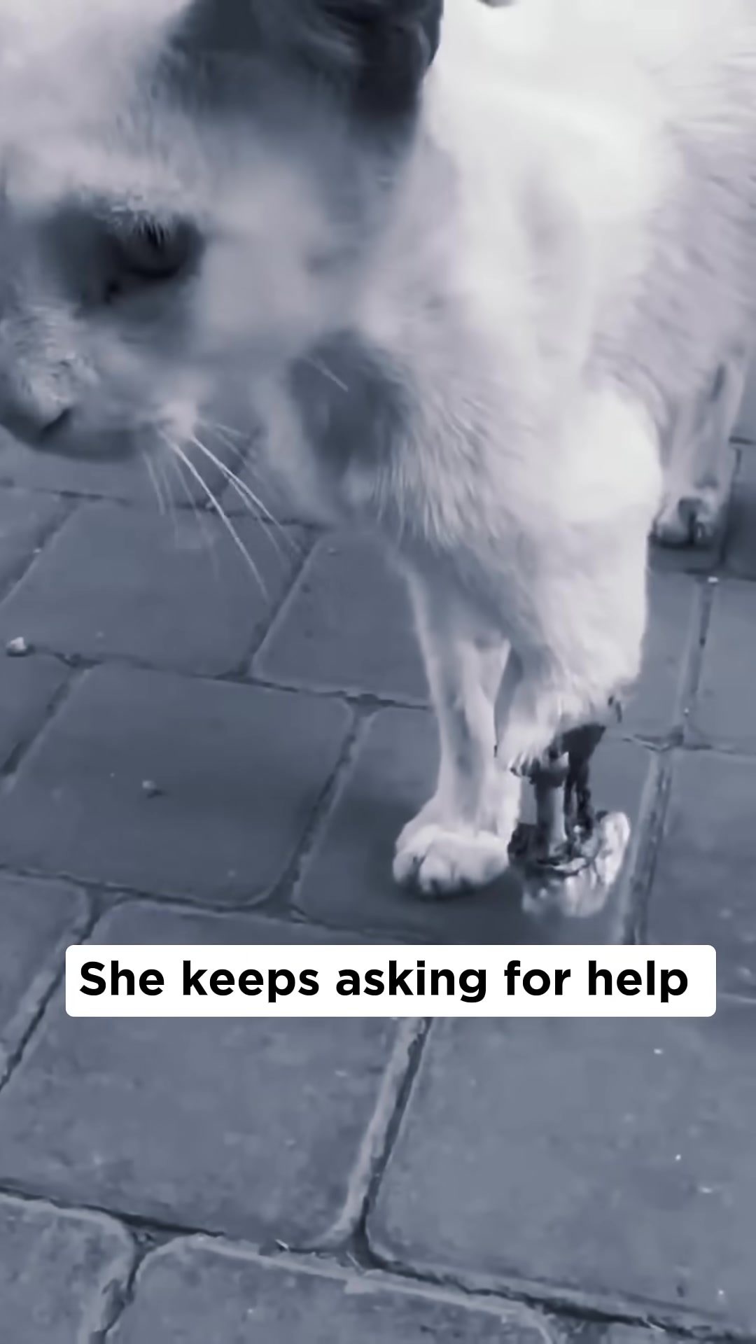 A hand gently strokes the head of the injured white cat.