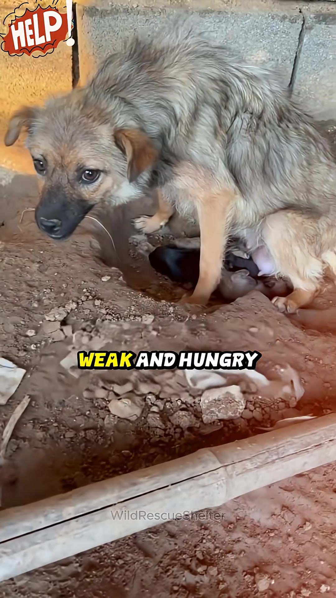 Close-up of the mother dog's face, showing her weary eyes and thin frame as she nurses her puppies.