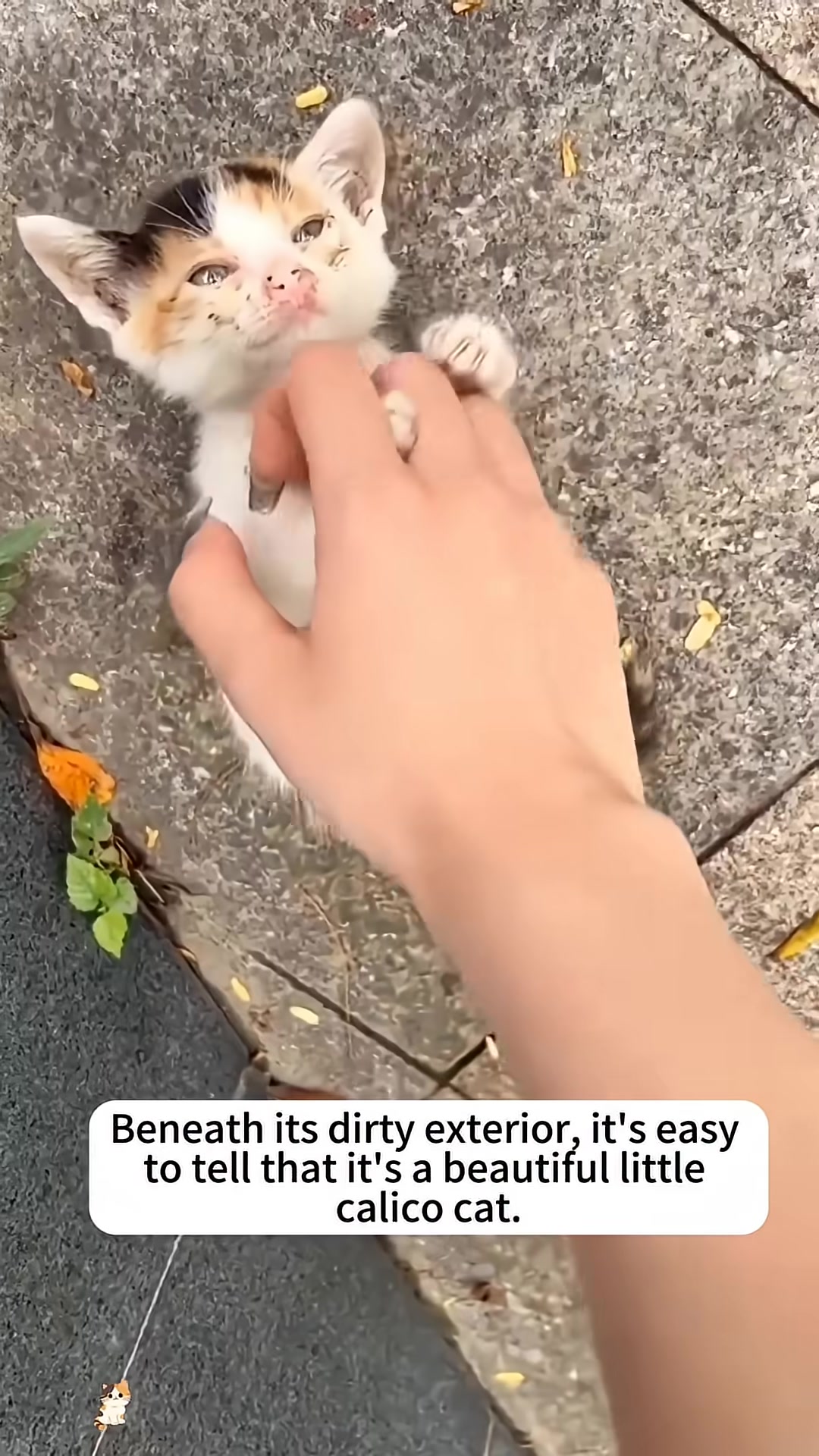 A person's hand gently reaches towards the small kitten.