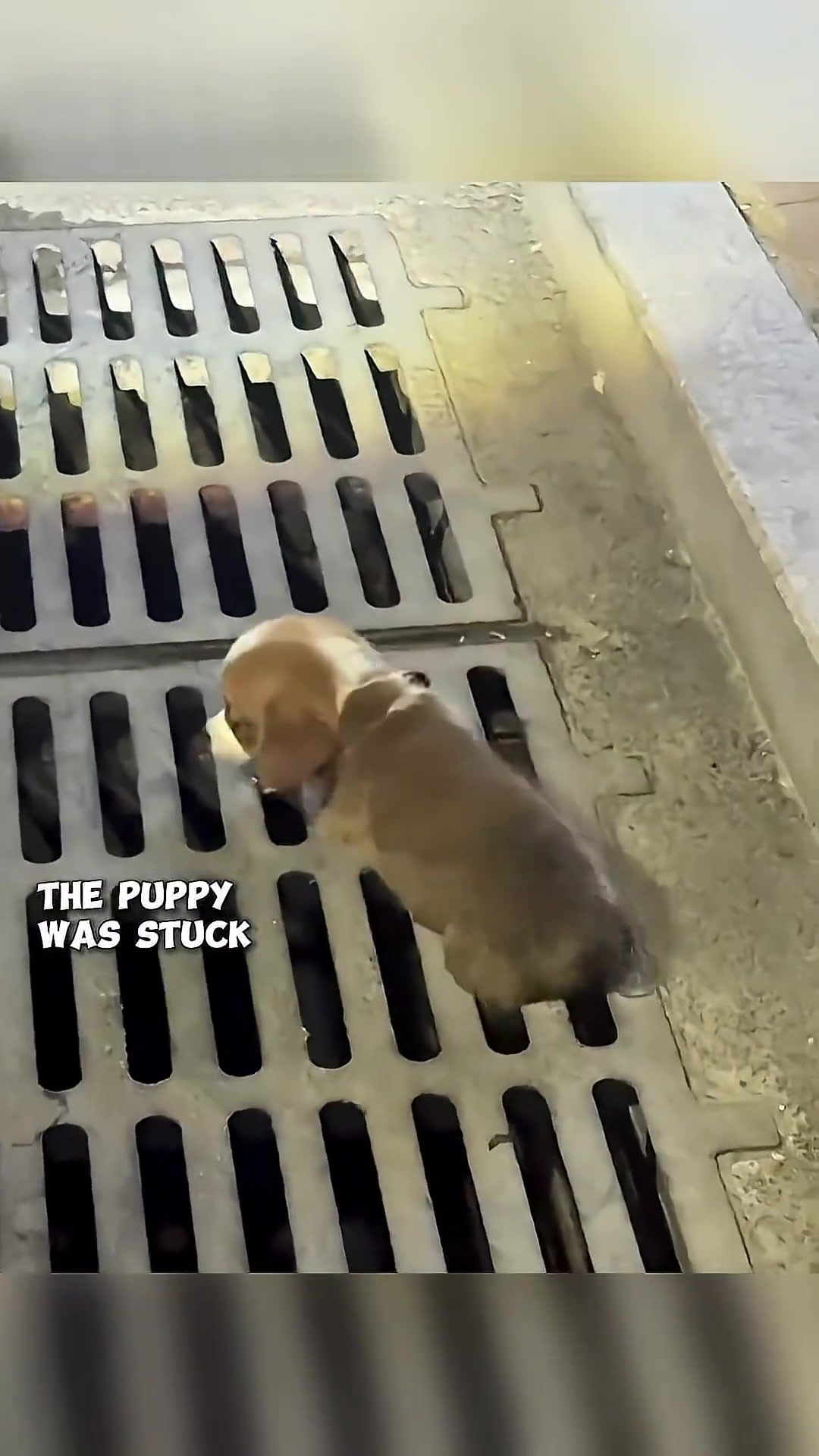 A puppy is stuck in a metal drain cover on the side of the road.