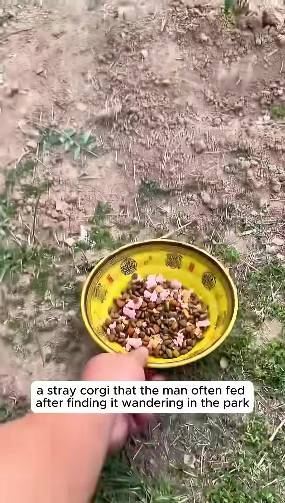 A person offers a bowl of food to a stray corgi.
